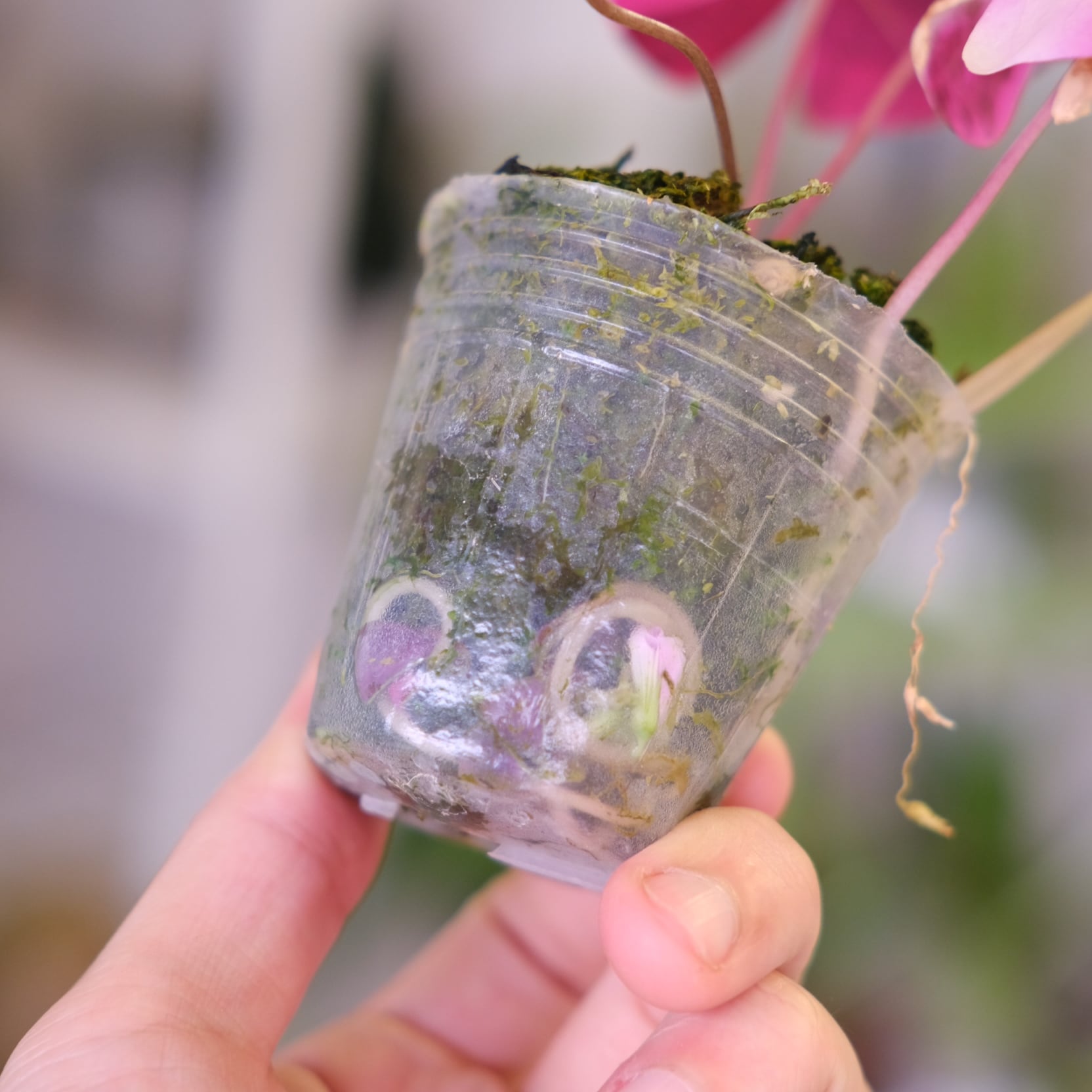 Oxalis triangularis variegated｜オキザリス トライアングラリス