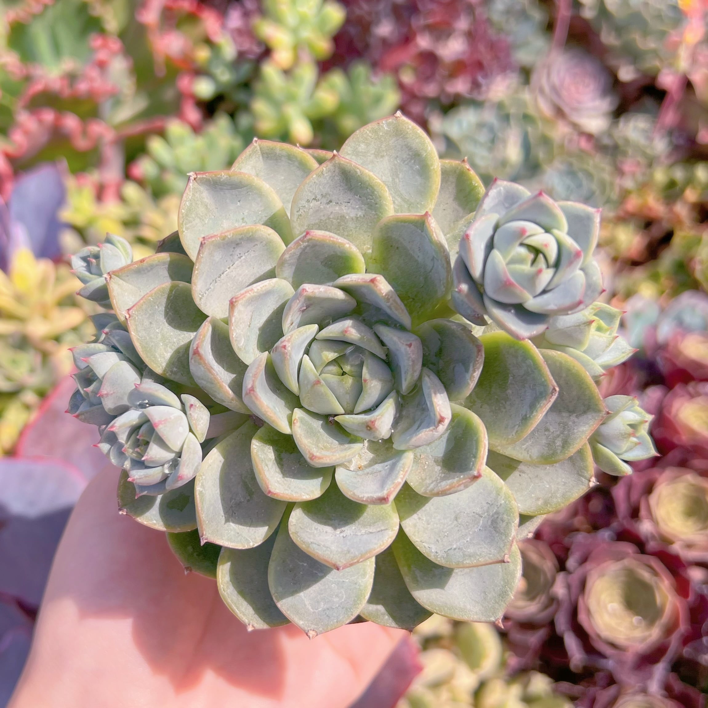 現品　白金#M232　るる農園