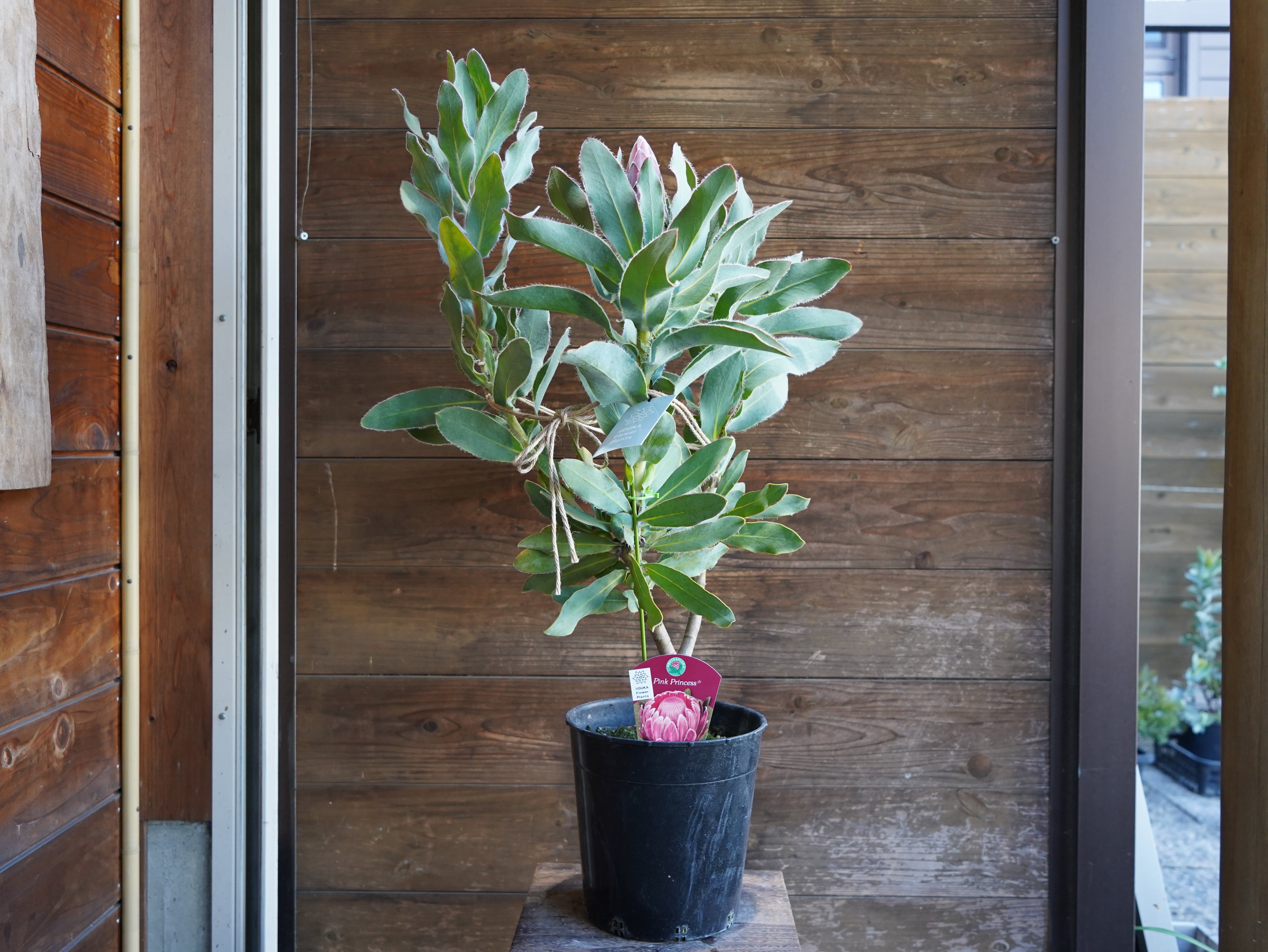 【現物】プロテア　"ピンクプリンセス"