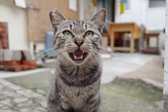 PHOTO】男木島のある日の風景（猫）  あべ商店