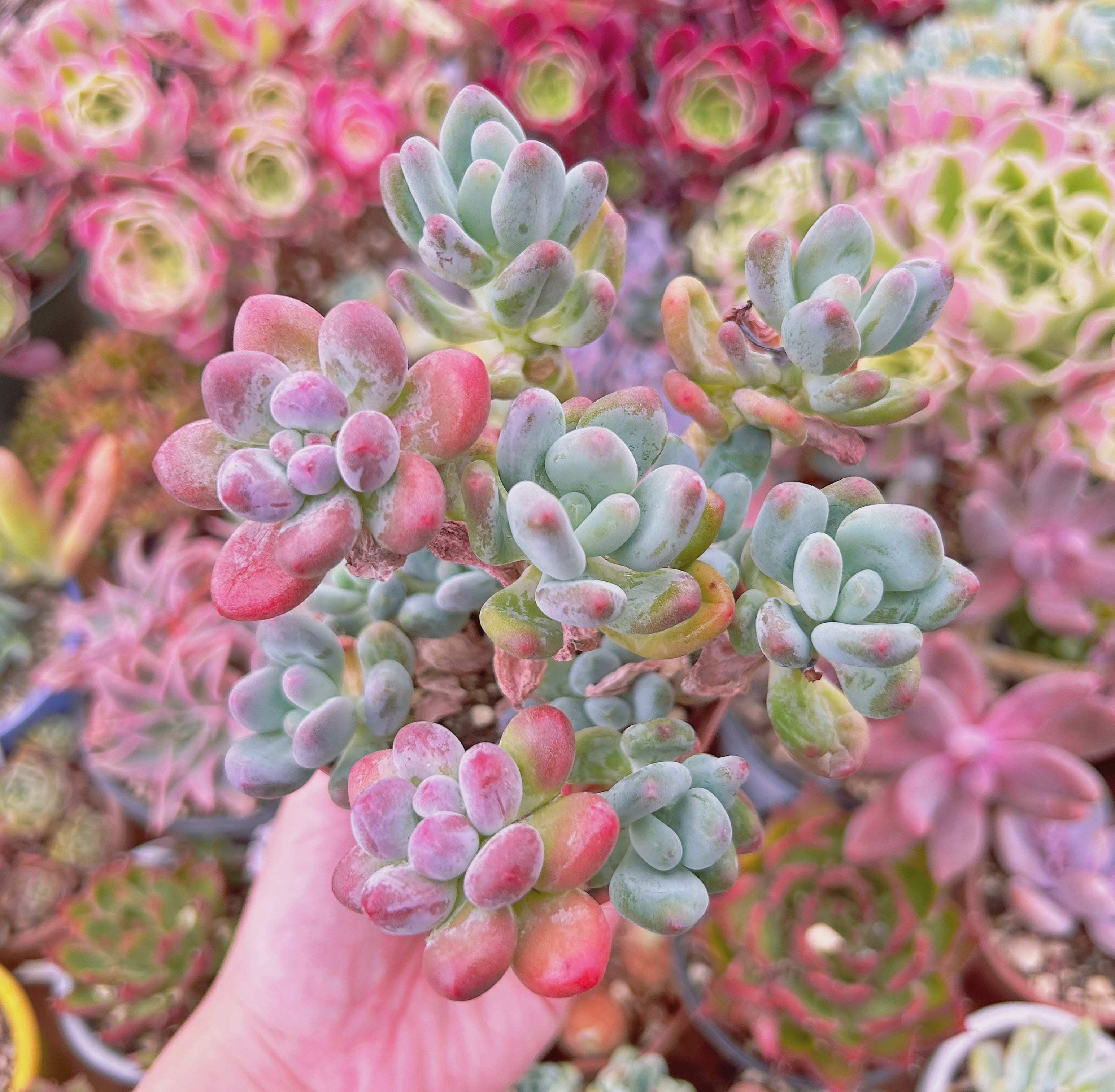 #2192現物　多肉植物　アップルチーズ　特大