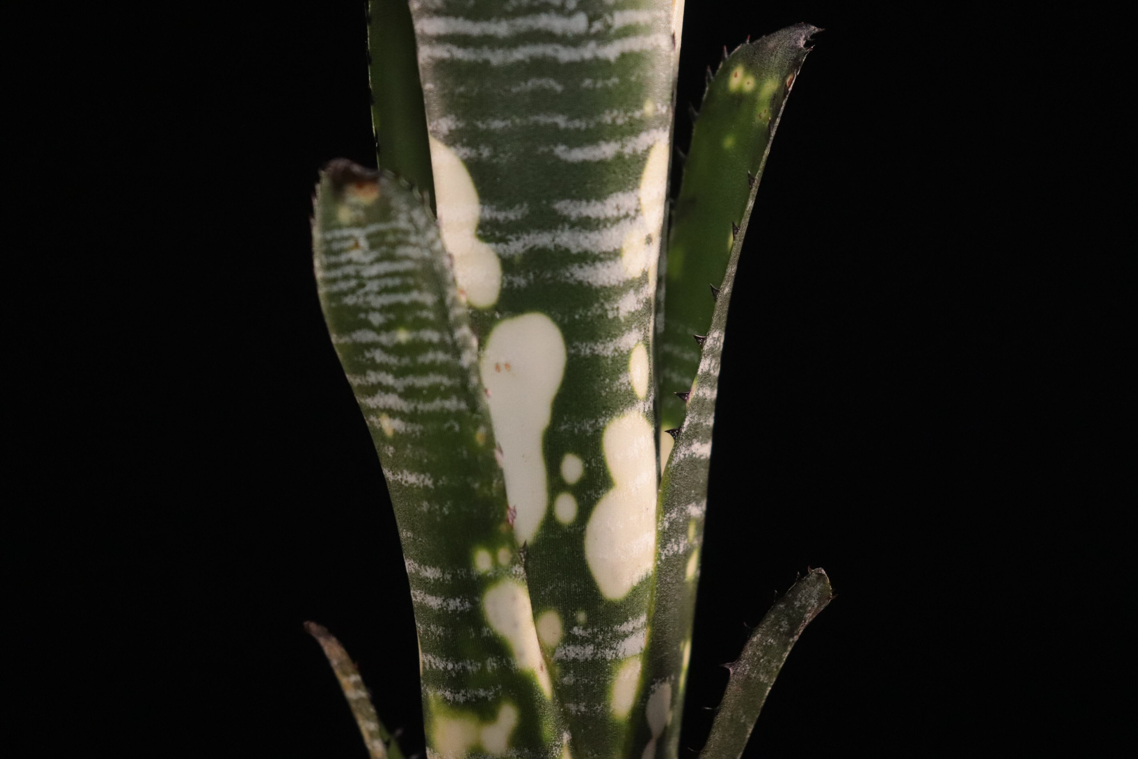送料無料】Billbergia vittata 'Domingos Martins'〔ビルベルギア