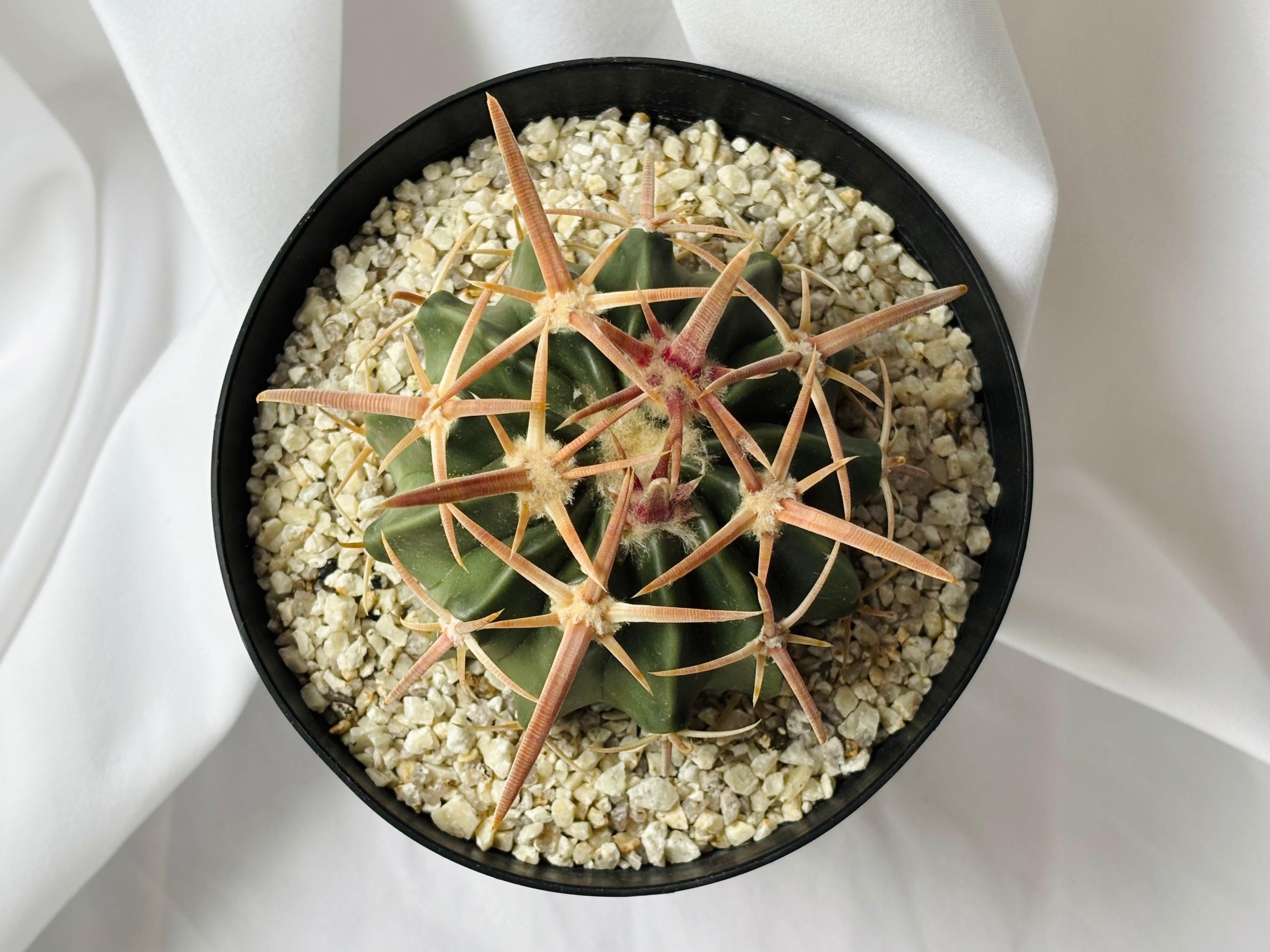 Echinocactus texensis エキノカクタス 綾波 王綾波 サボテン | plants