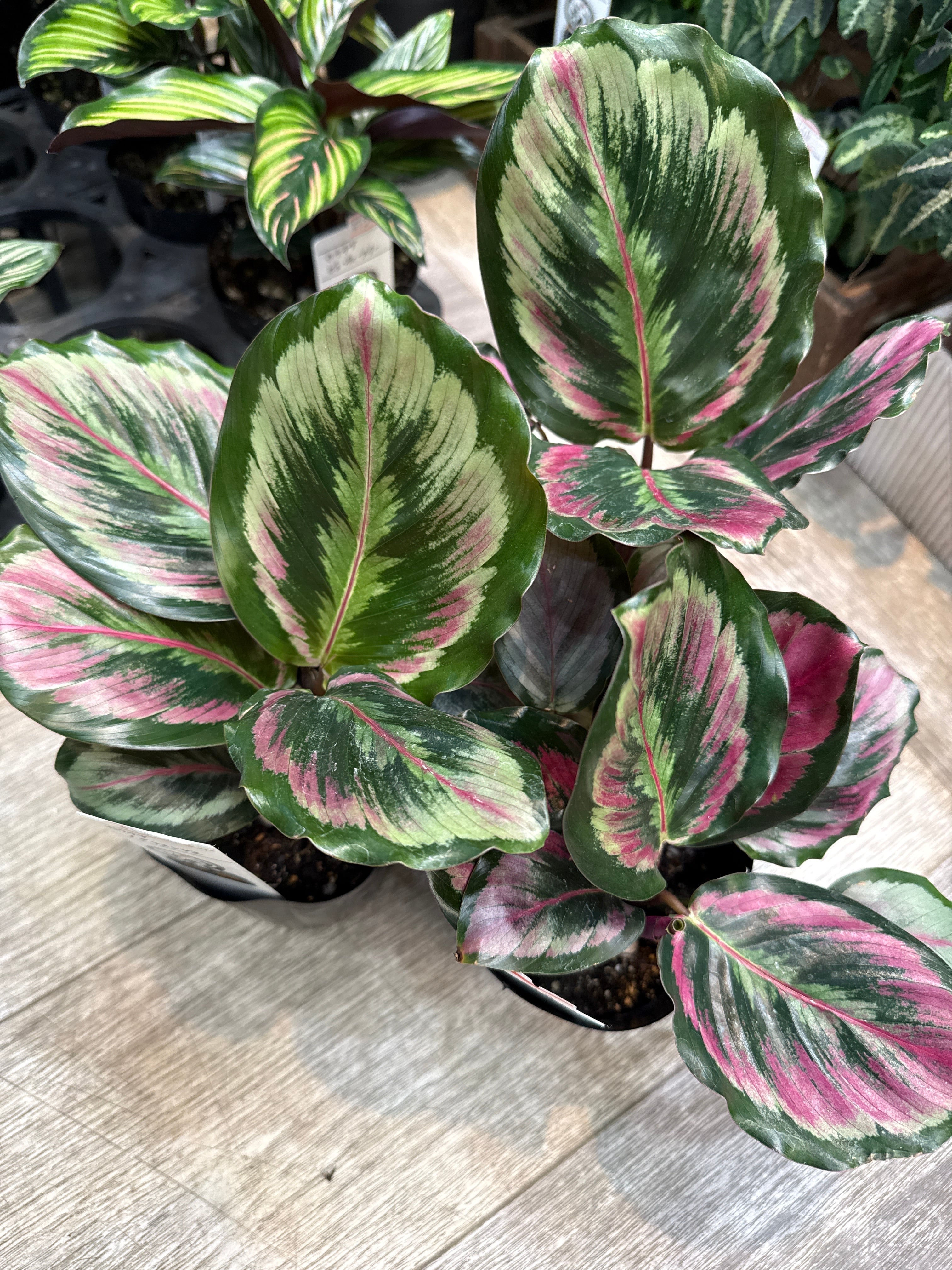 カラテア メダリオンV2 | Gardenえん 【観葉熱帯植物】