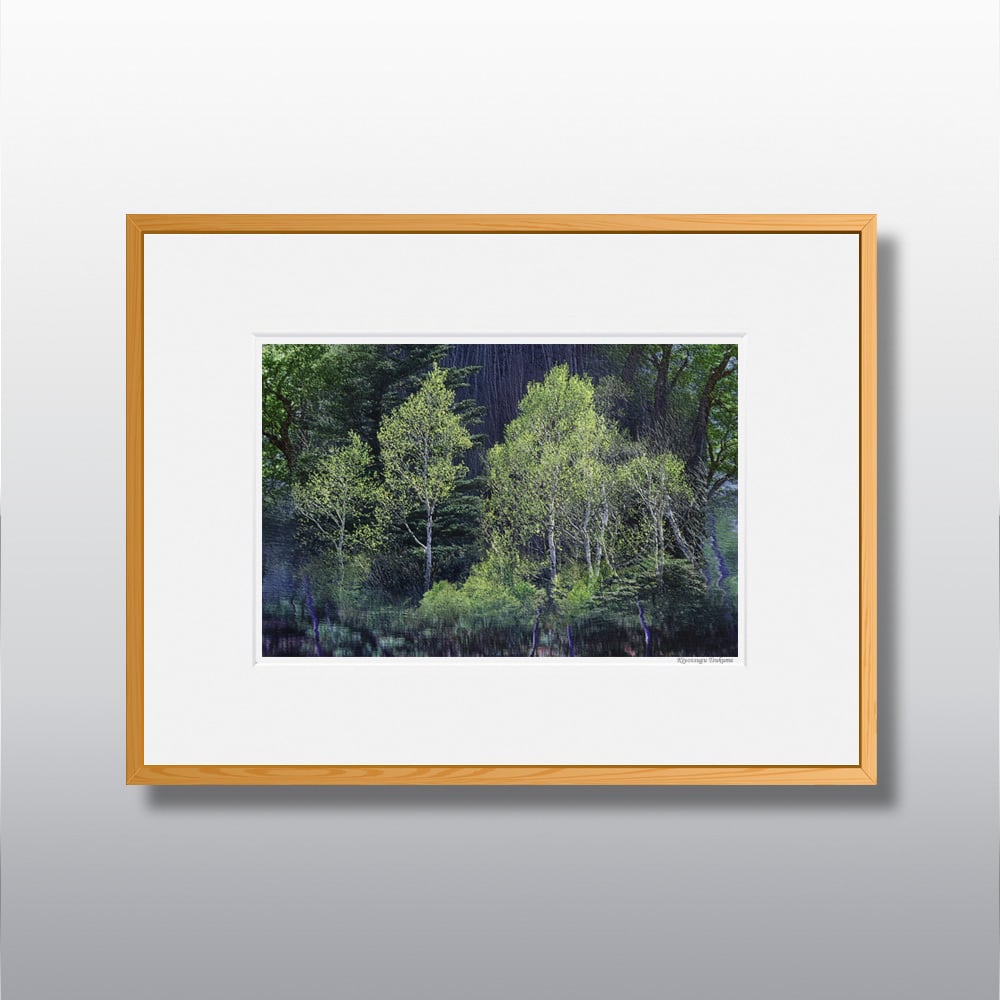 森の扉 #07 □額縁サイズ（太子）378㎜×288㎜ | 写真家 津熊清嗣 癒し