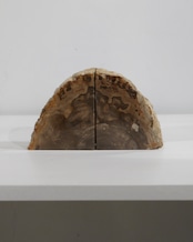 OAK Petrified Wood - Book End #001 ：Natural｜珪化木／一点もの／静かな重み