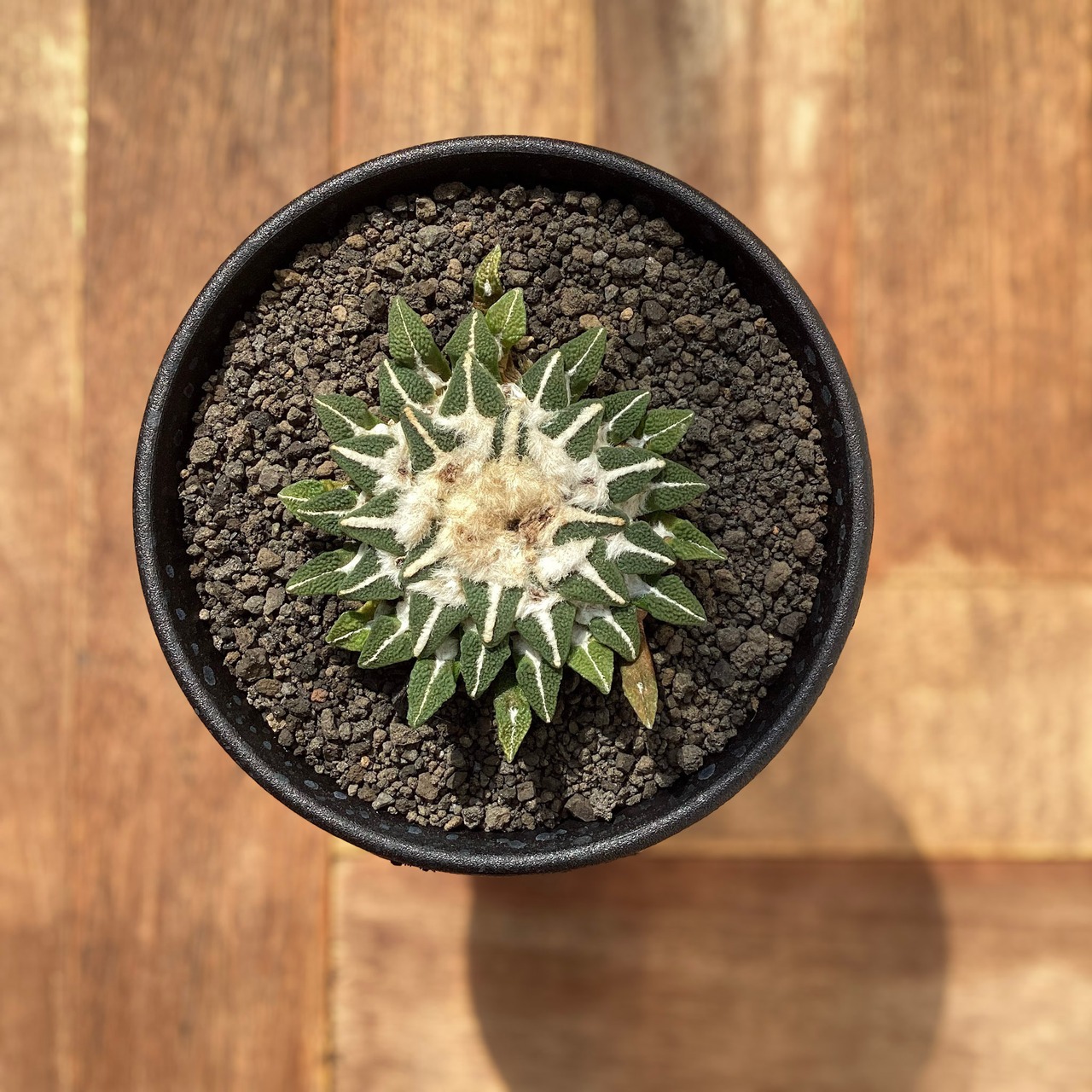 Ariocarpus kotschoubeyanus【アリオカルプス・黒牡丹】