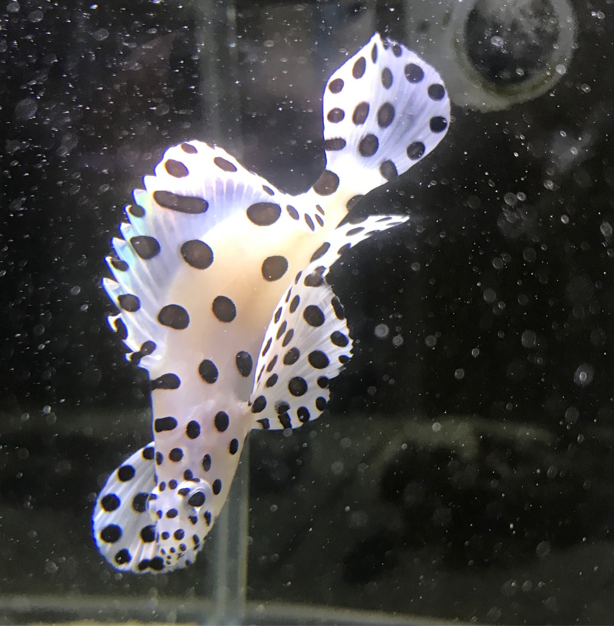 サラサハタ Aquastudio サラサハタ Aquastudio