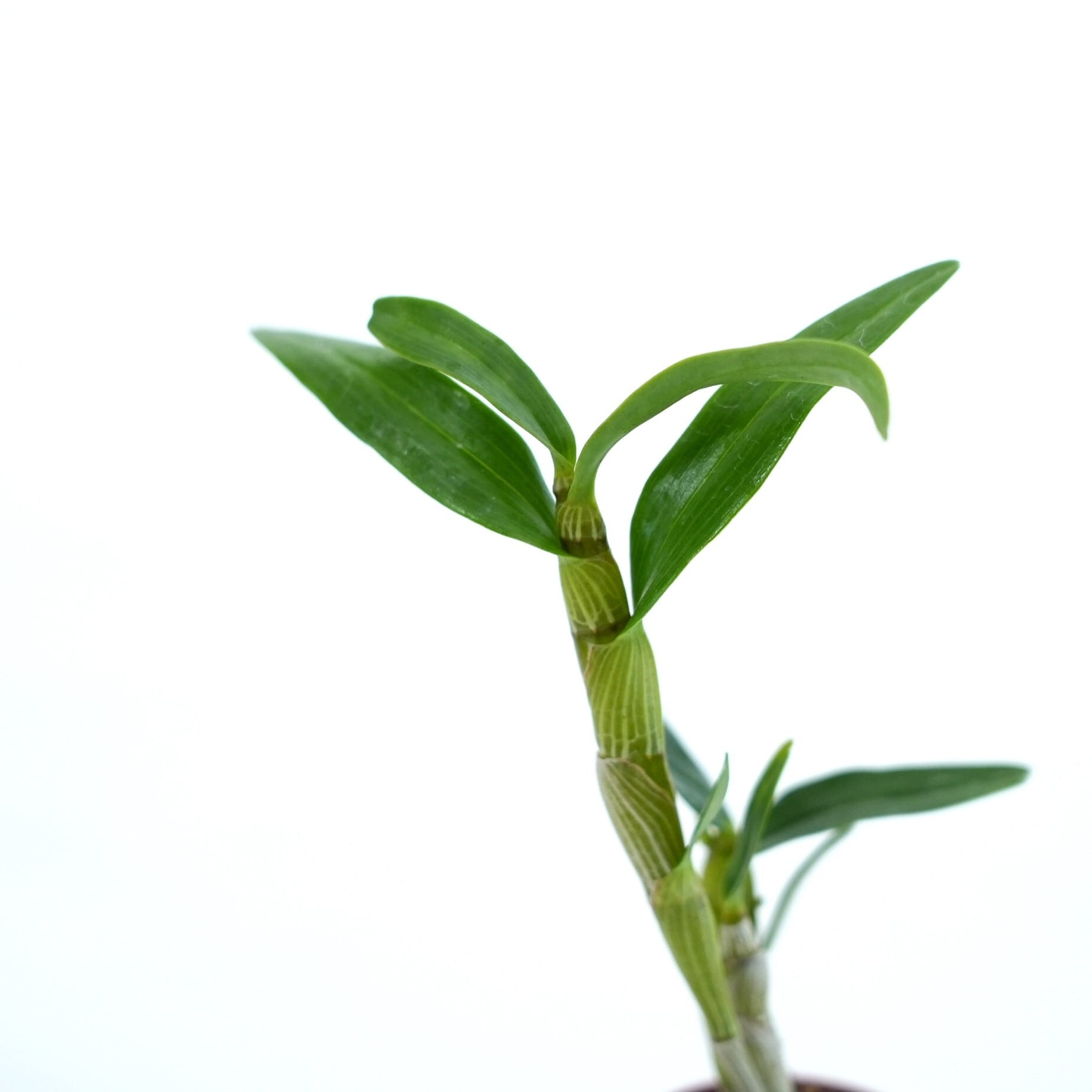 デンドロビューム 桜蘭 Sakuran【着生ラン】苔テラリウム用ミニミニ