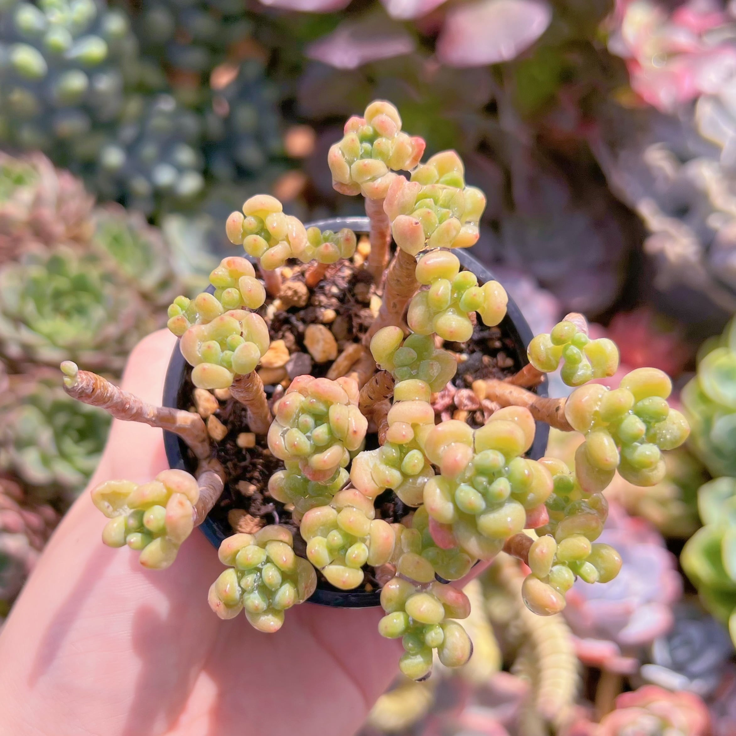 現品　ピンクロココ#708　るる農園