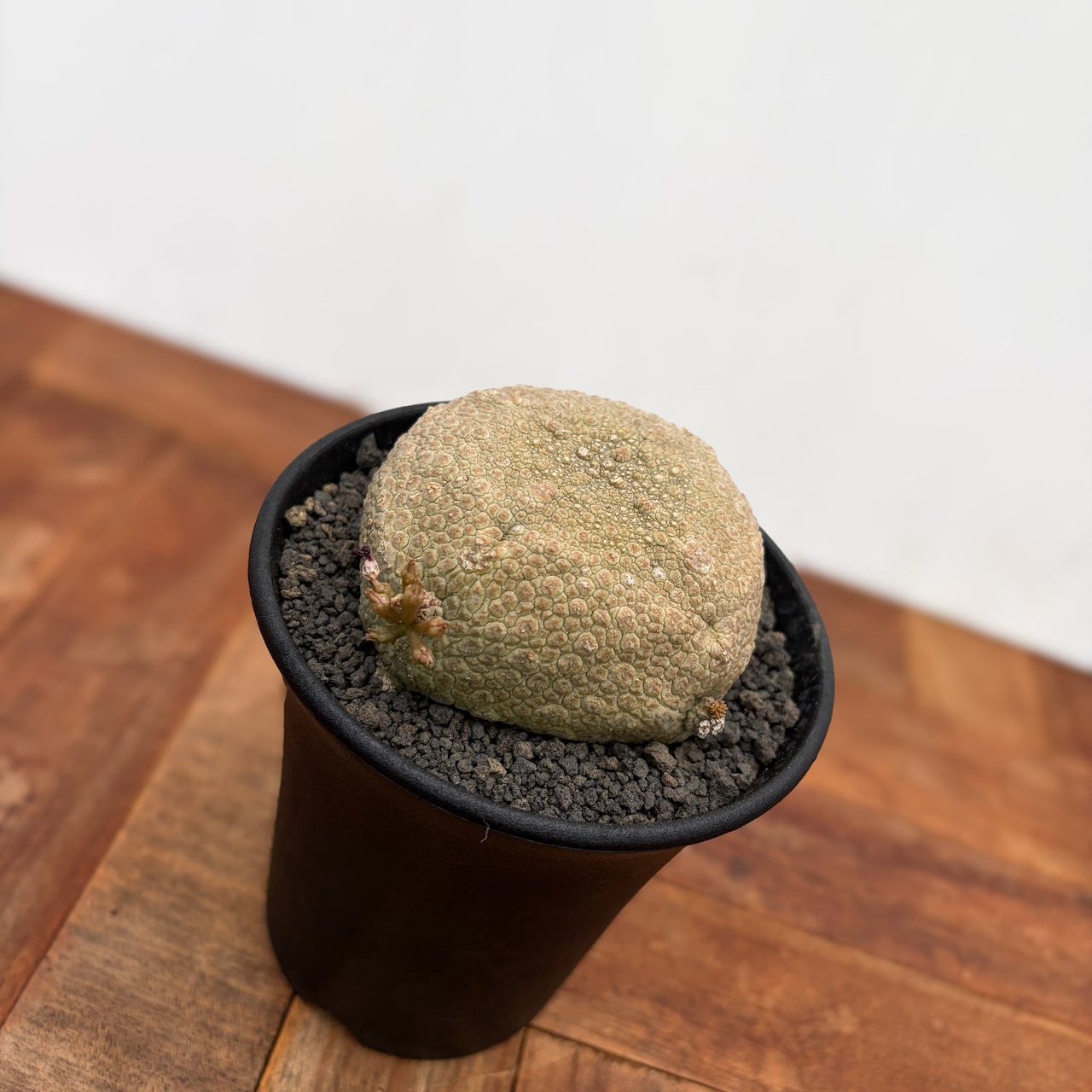 Pseudolithos cubiforme× migiurtinus【プセウドリトス・クビフォルメ×ミグウリチヌス】