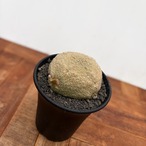 Pseudolithos cubiforme× migiurtinus【プセウドリトス・クビフォルメ×ミグウリチヌス】