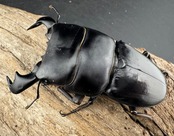 【WD】《ダイオウヒラタ 東ジャワ産 81.5mm ペア》