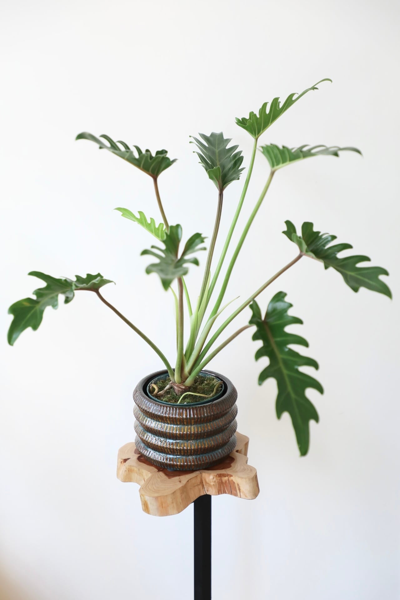 クッカバラ 鉢付き