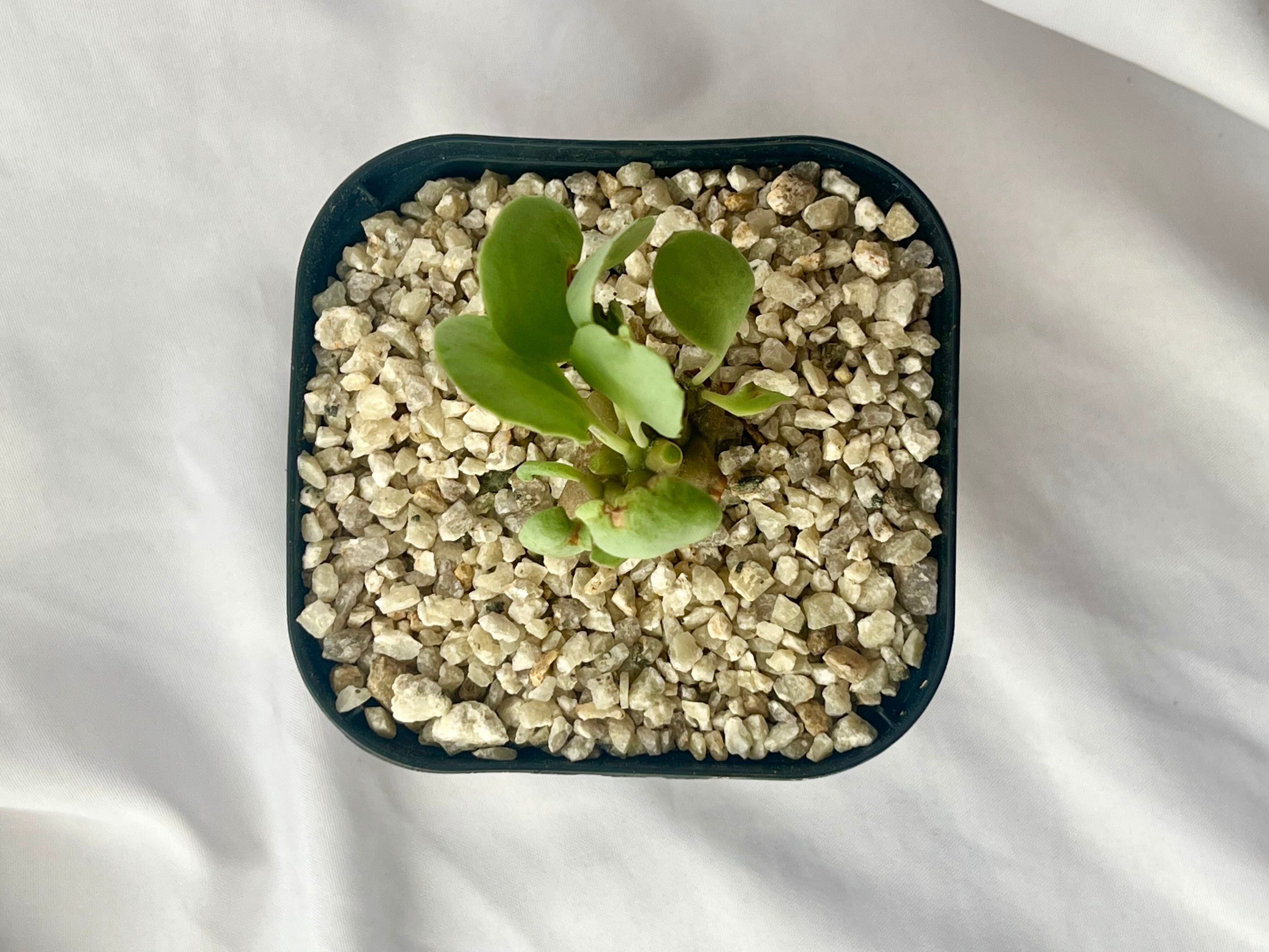 Othonna herrei オトンナ ヘレー 蛮鬼塔 塊根植物 | plants MARU