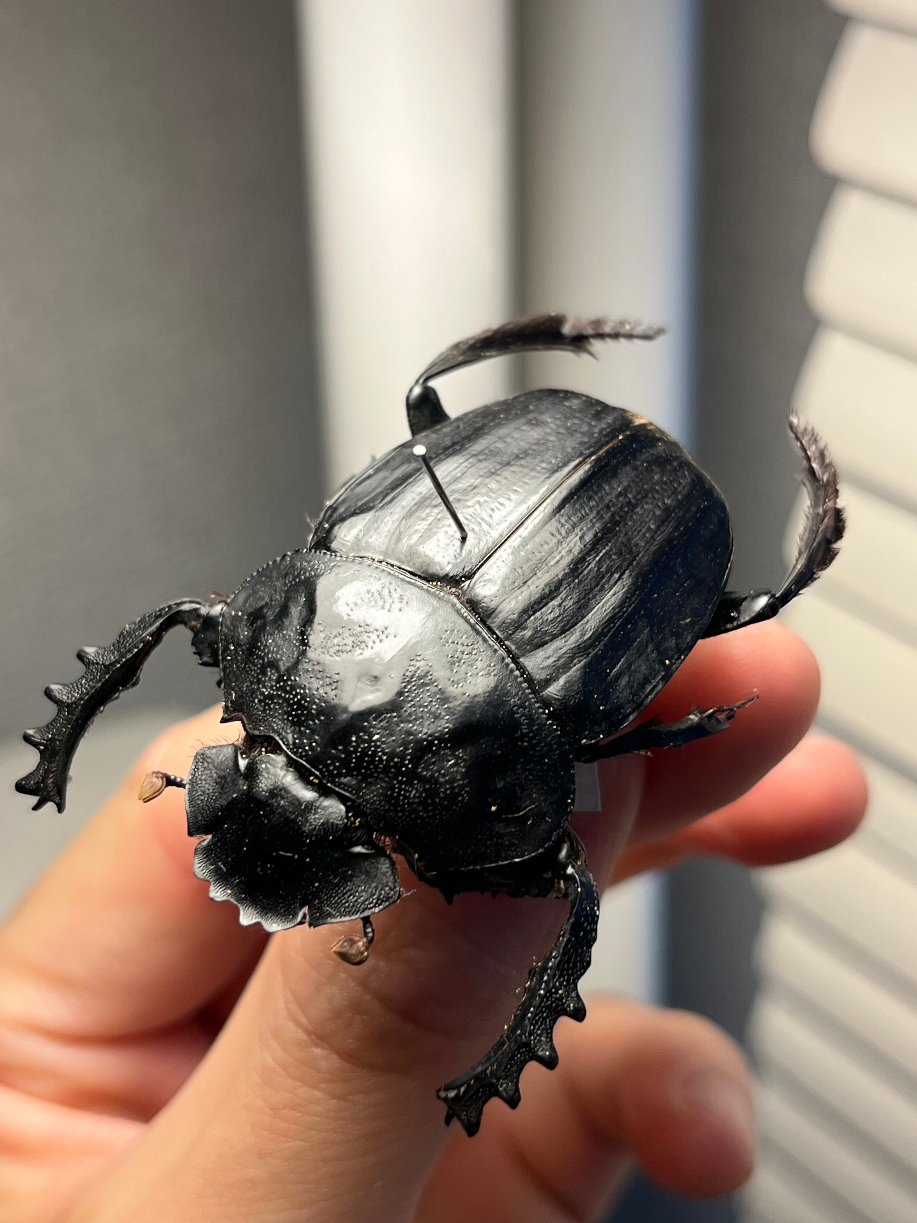 属内2位】スネブトタマオシコガネ スカラベ糞虫フンチュウ昆虫標本