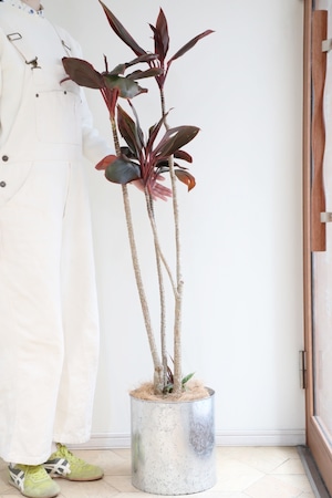 【渋谷区周辺エリア/配送料無料】【L/150cm】コルジリネ ターミナリス レッドスター/Cordyline ※アルミ鉢カバー付き