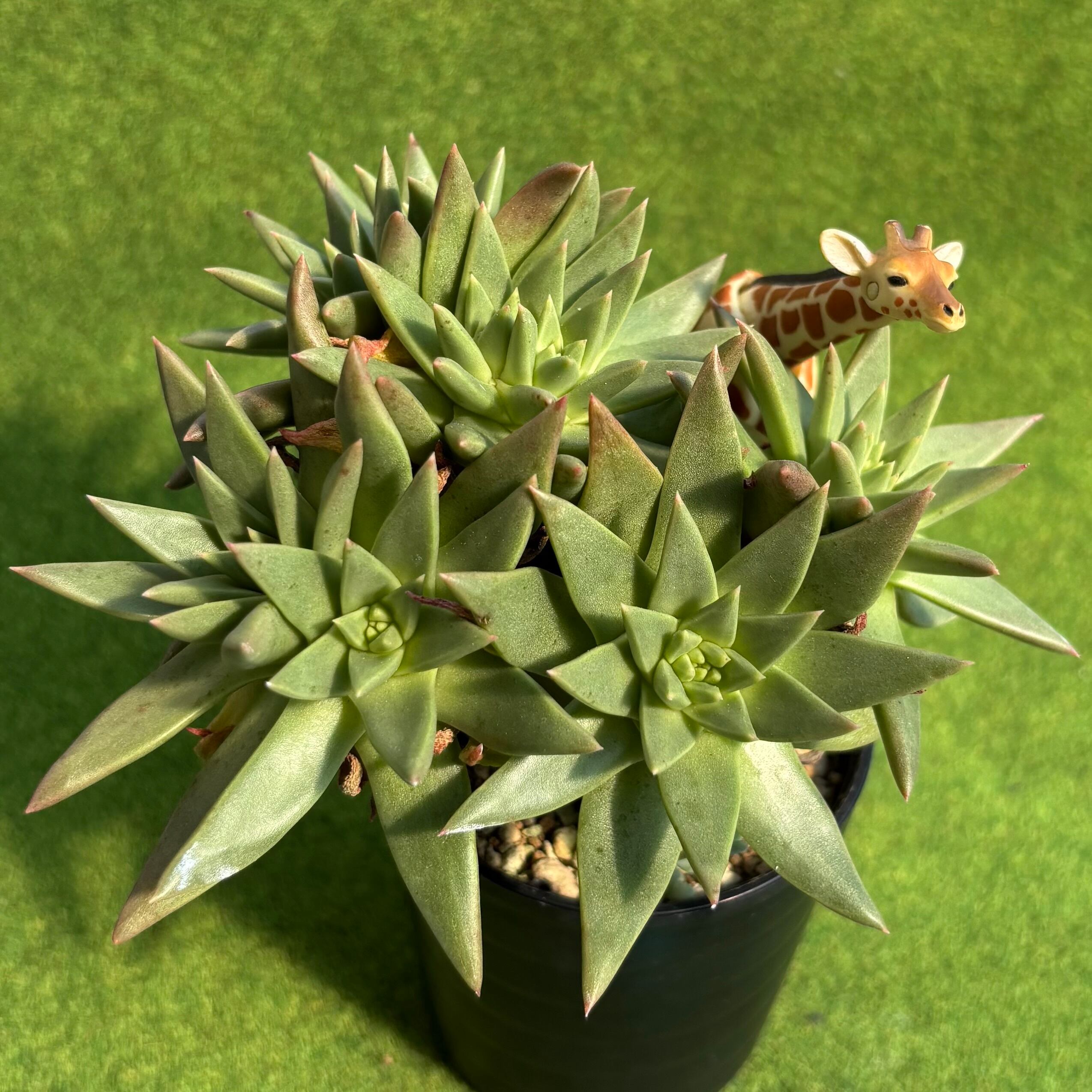 オパリナ ホワイト錦 | 多肉植物 豆彦商店