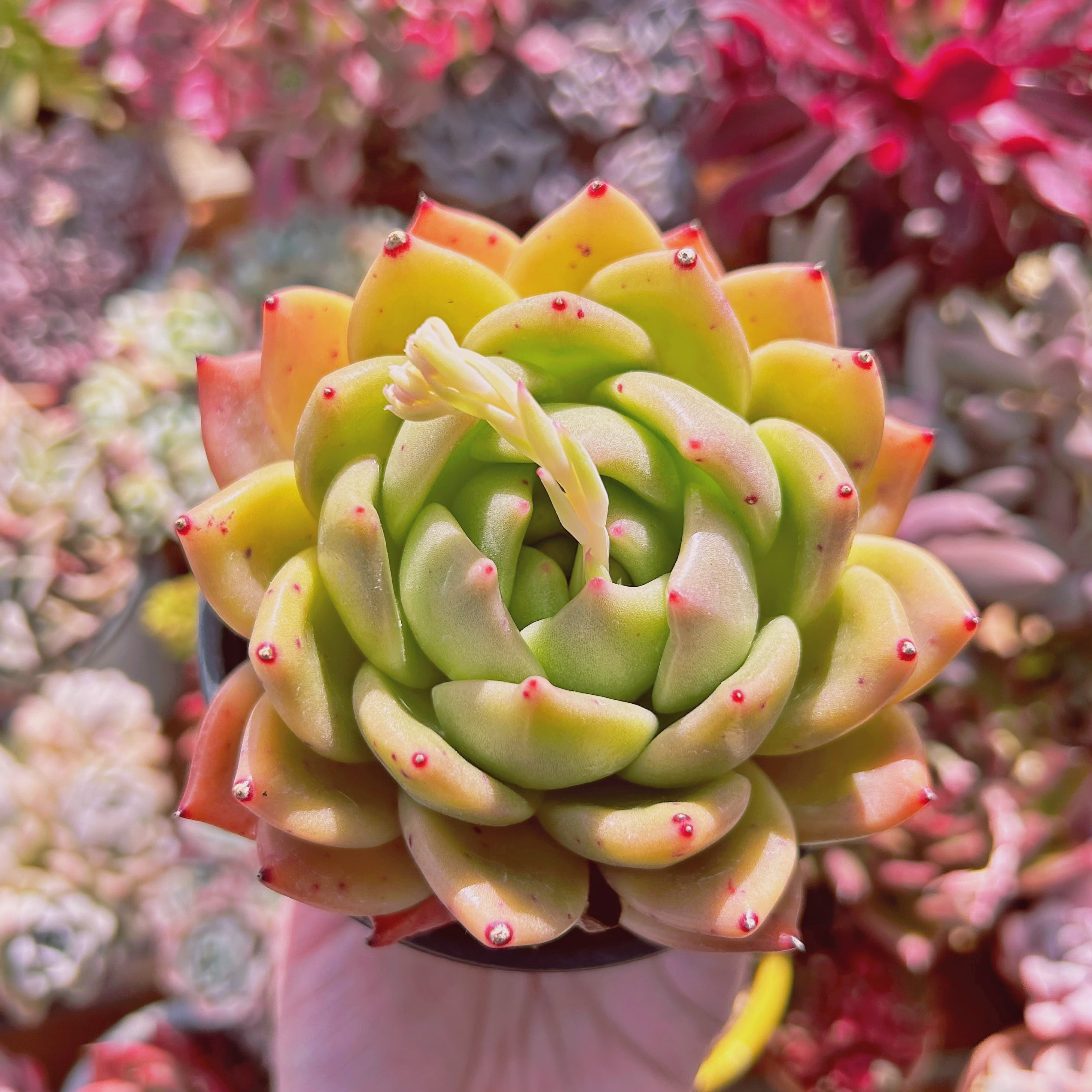 多肉植物…シャネル…法師錦抜き苗 多肉植物。シャネル 法師錦カット苗3頭 - メルカリ