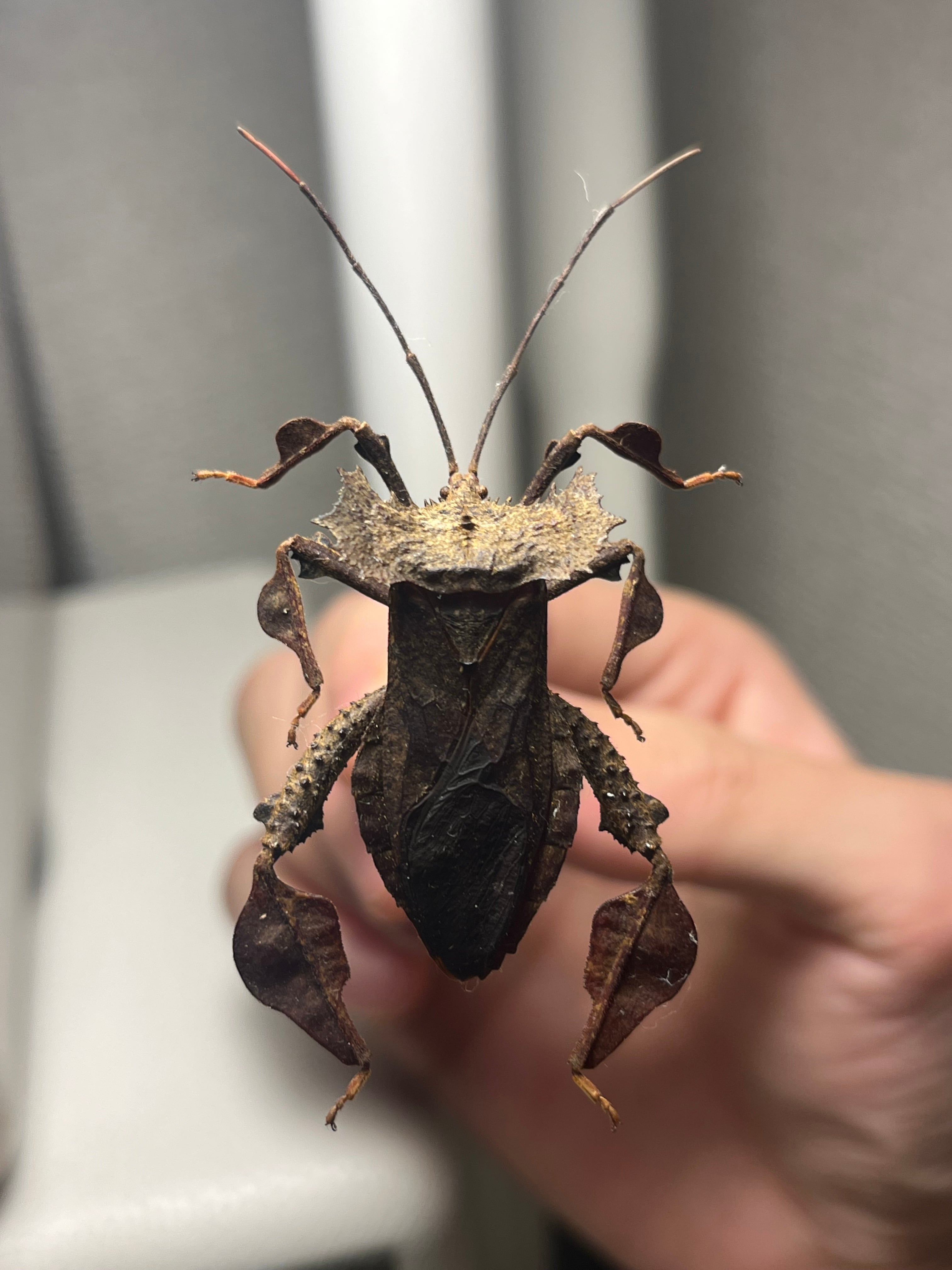 36mm】オウサマヘリカメムシサシガメ甲虫昆虫標本ハムシフンチュウ亀虫