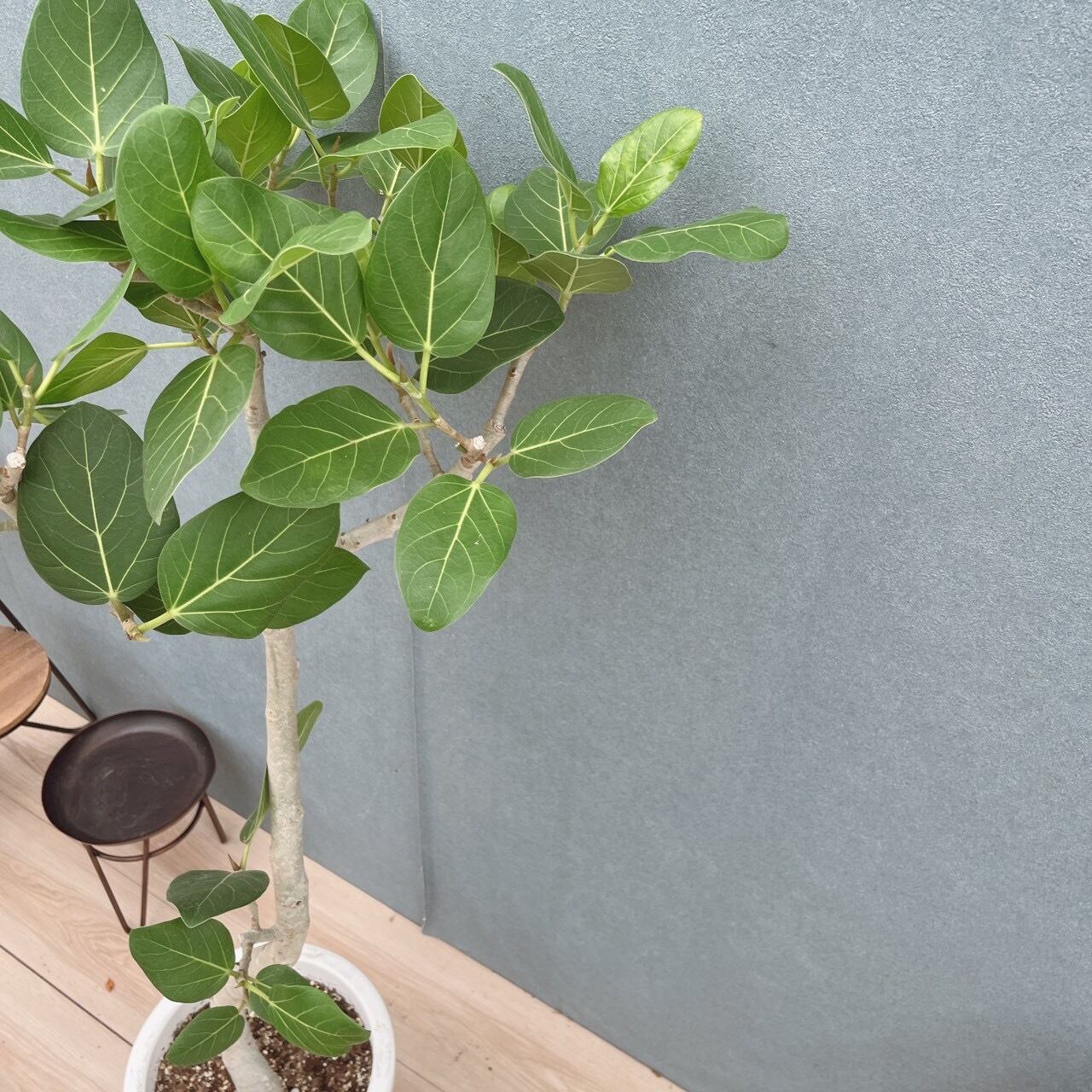 現品］86番 フィカス ベンガレンシス 曲がり 8号 観葉植物 室内 大型