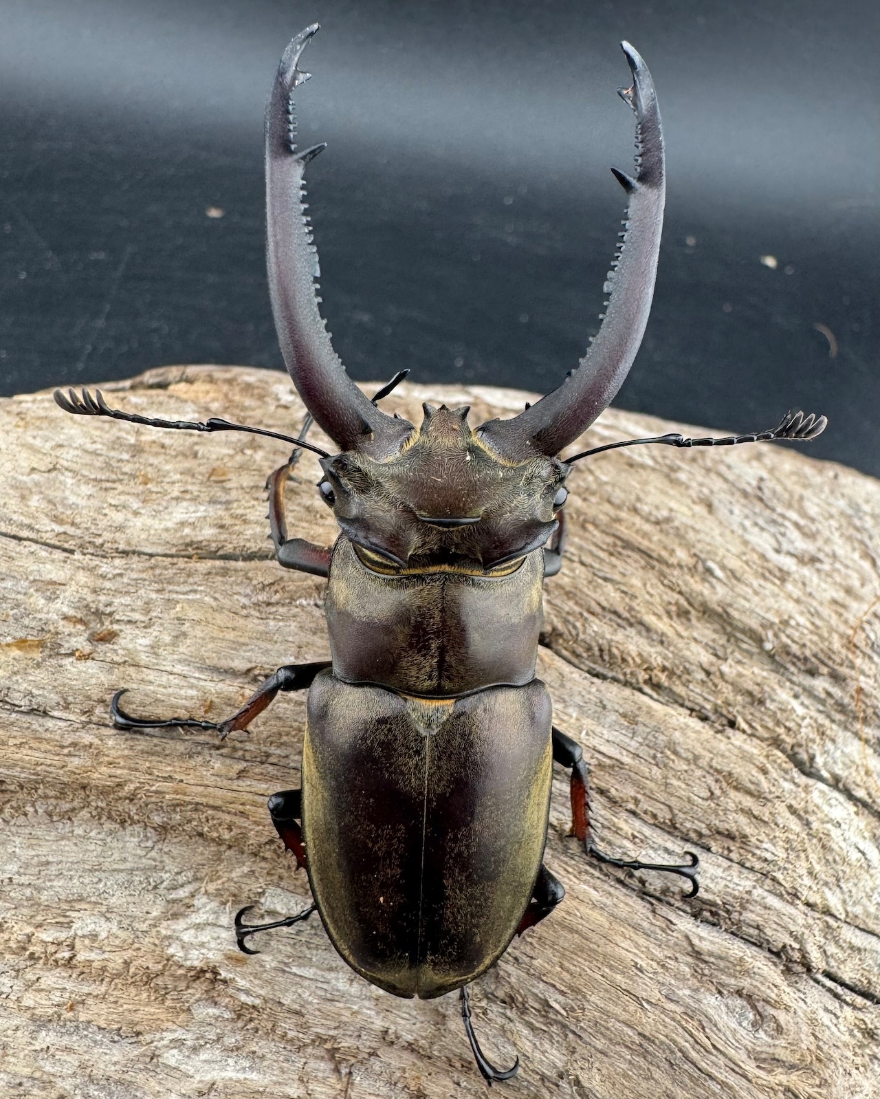 【WD】《ビタリスミヤマクワガタ 71mm ペア》