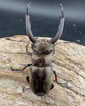 【WD】《ビタリスミヤマクワガタ 71mm ペア》