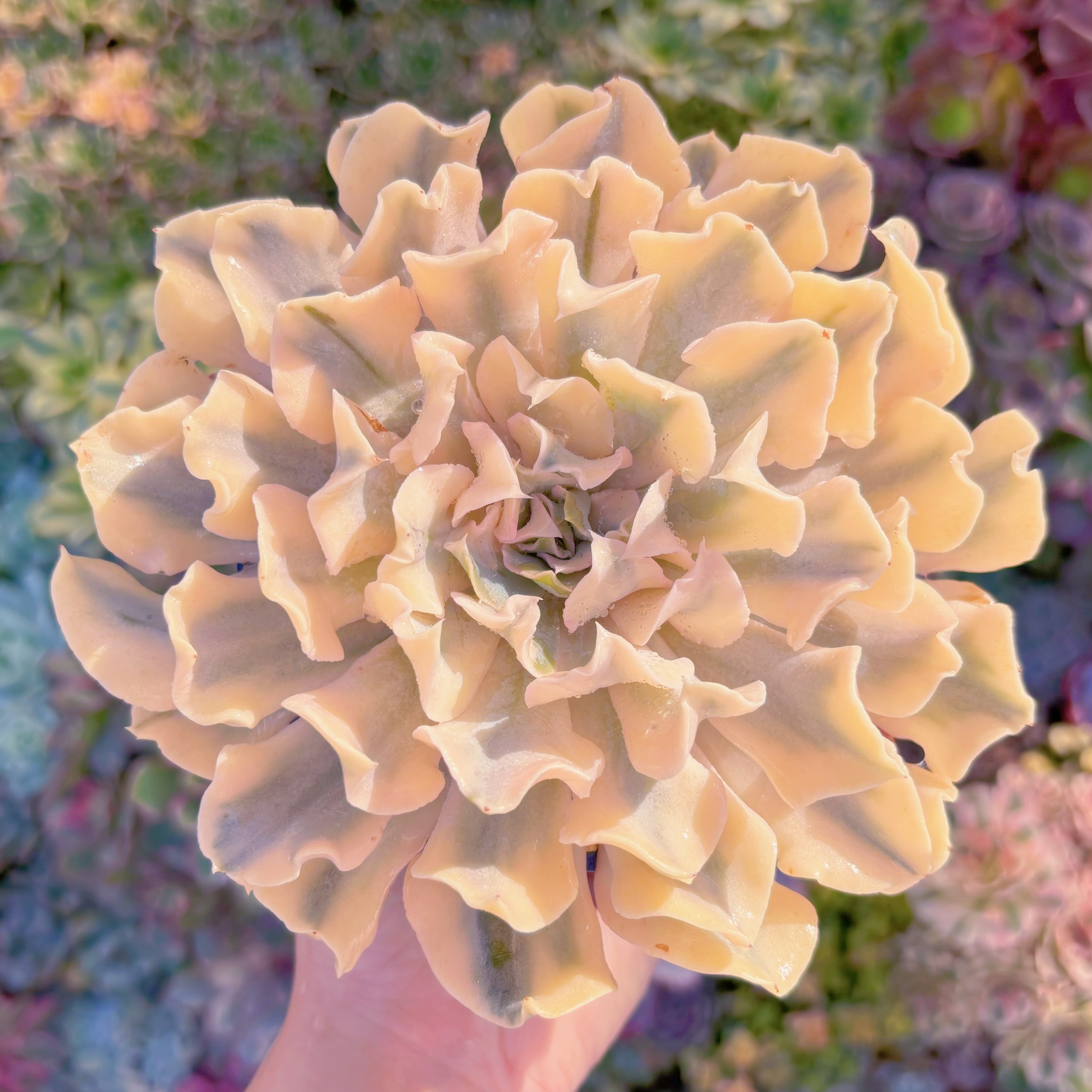 現品　シャフラン錦#552　極上株　特大苗　在庫僅少　るる農園