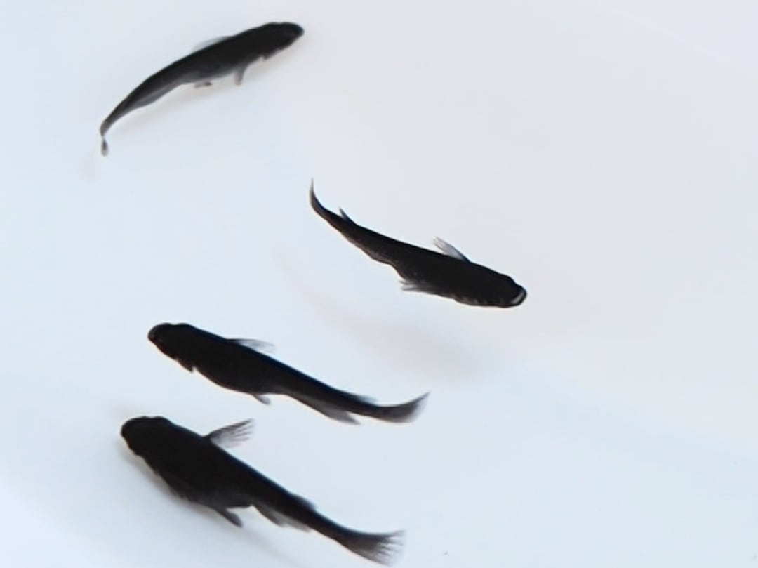【畑めだか】若魚 サタン赤 メダカ 15匹＋α