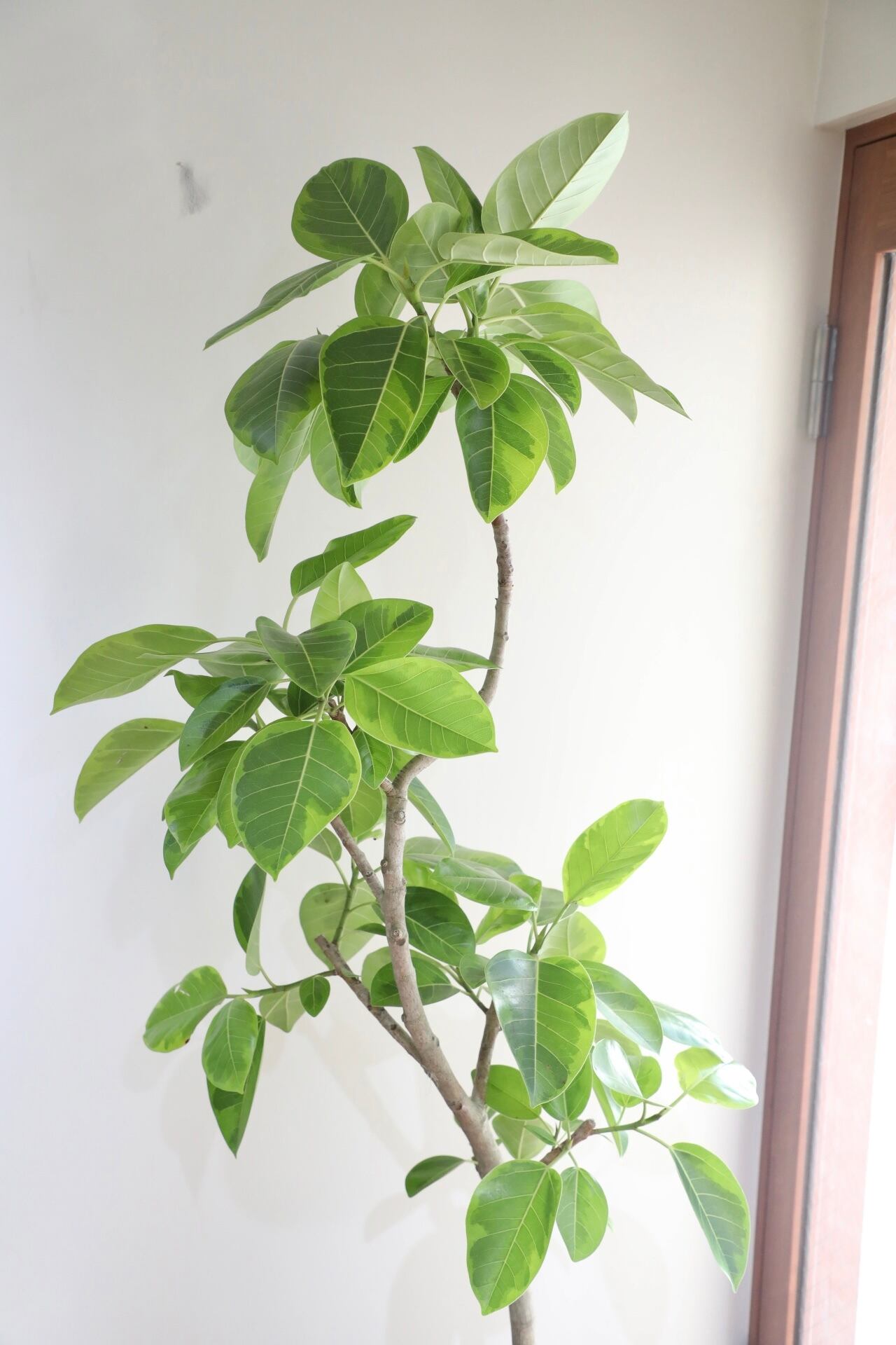 都内近郊限定配送】【183cm】フィカス アルテシマ/Ficus African