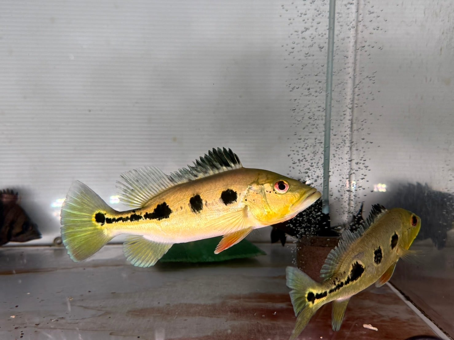 キクラ・オリノコエンシス 10/12 入荷魚紹介 - 静岡市の熱帯魚専門店（大型魚・古代魚・珍魚