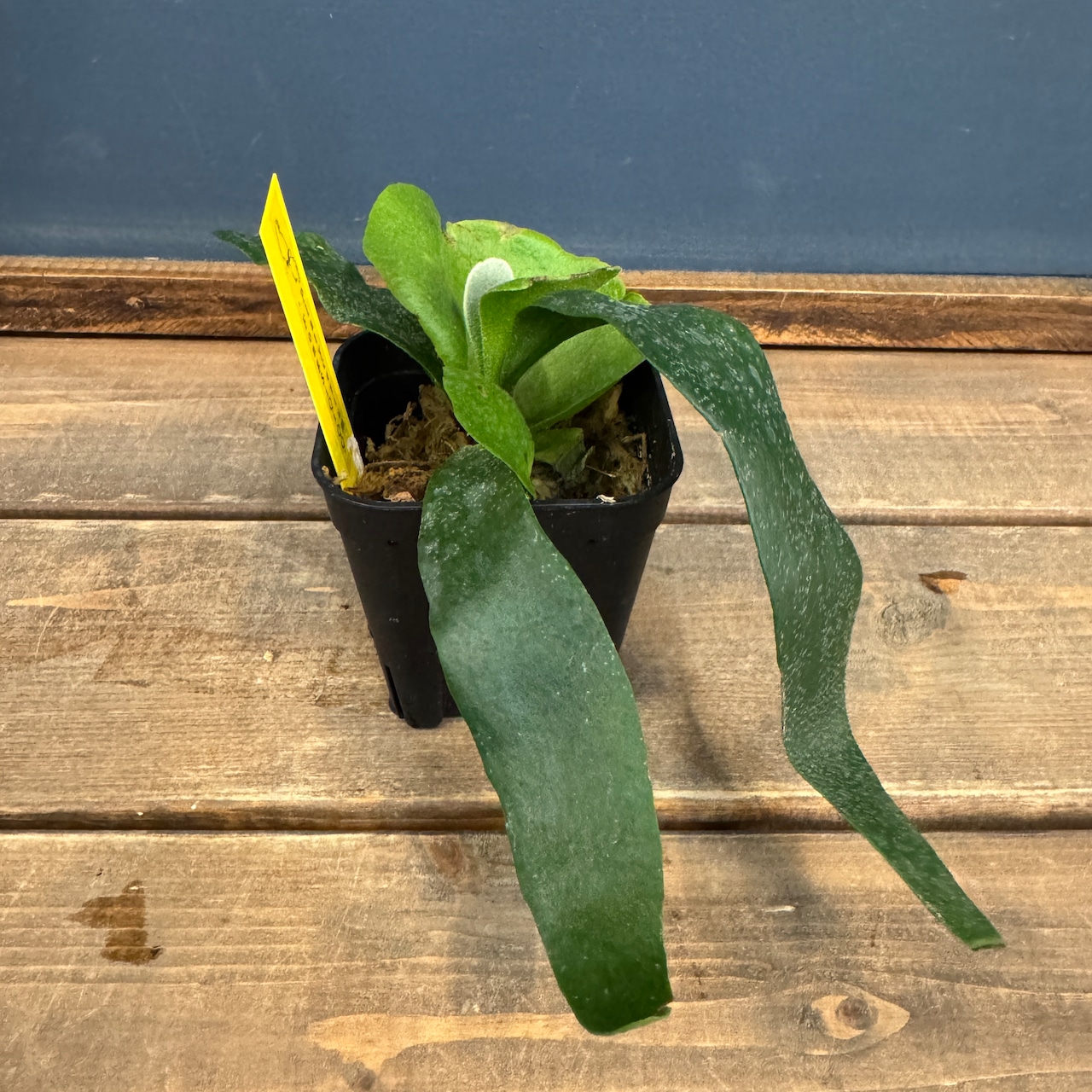 ビカクシダ Foong Siqi【884】