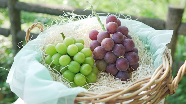 大月町産 旬のとれたてお野菜便