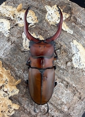 《アスタコイデスノコギリ亜種ミズヌマイ 68mm ペア》