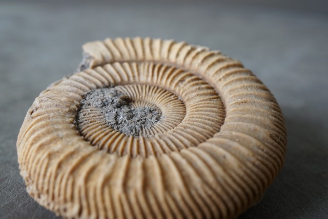 ドイツ産ダクティリオセラス化石　Dactylioceras athleticum 1249