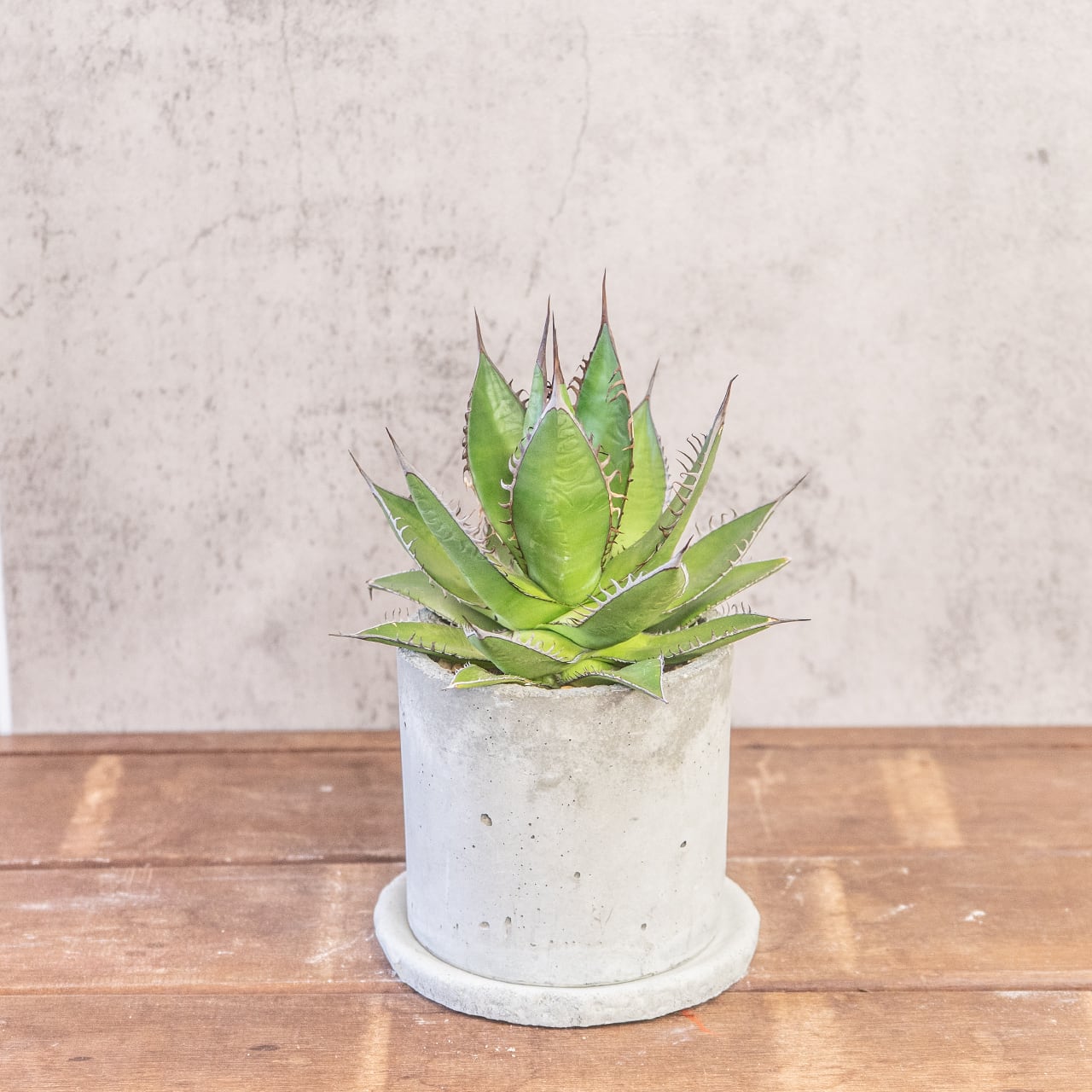 アガベ・ホリダ｜鋭いトゲと整ったフォルムが美しい一点物【モルタル鉢】