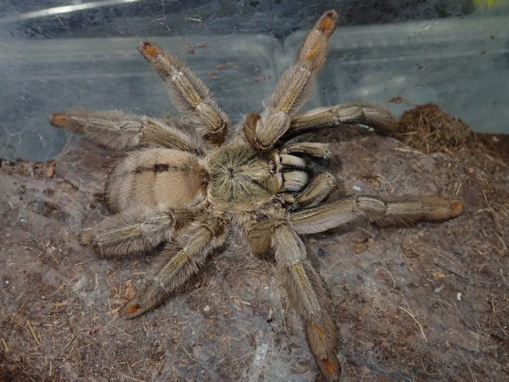Tarantula タランチュラ | Bebe Rep. 奇蟲部門