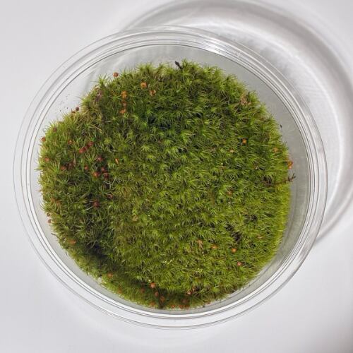 タマゴケ〈Mサイズ〉