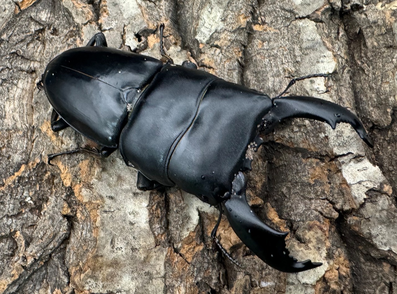 【WD】《スマトラオオヒラタ ベンクール産 85mm ペア》