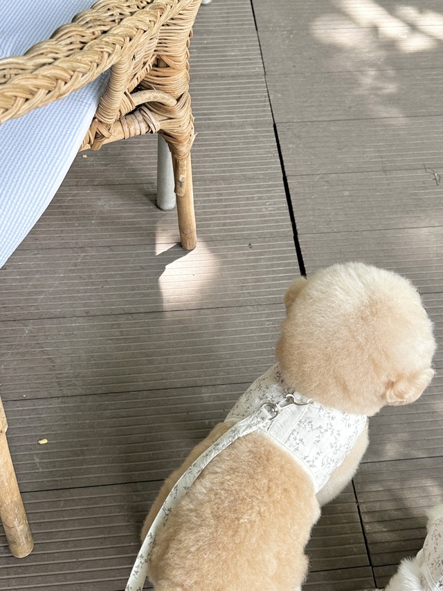 〈予約アイテム〉EYOU  ハーネス / 果実ハーネス（青い実）