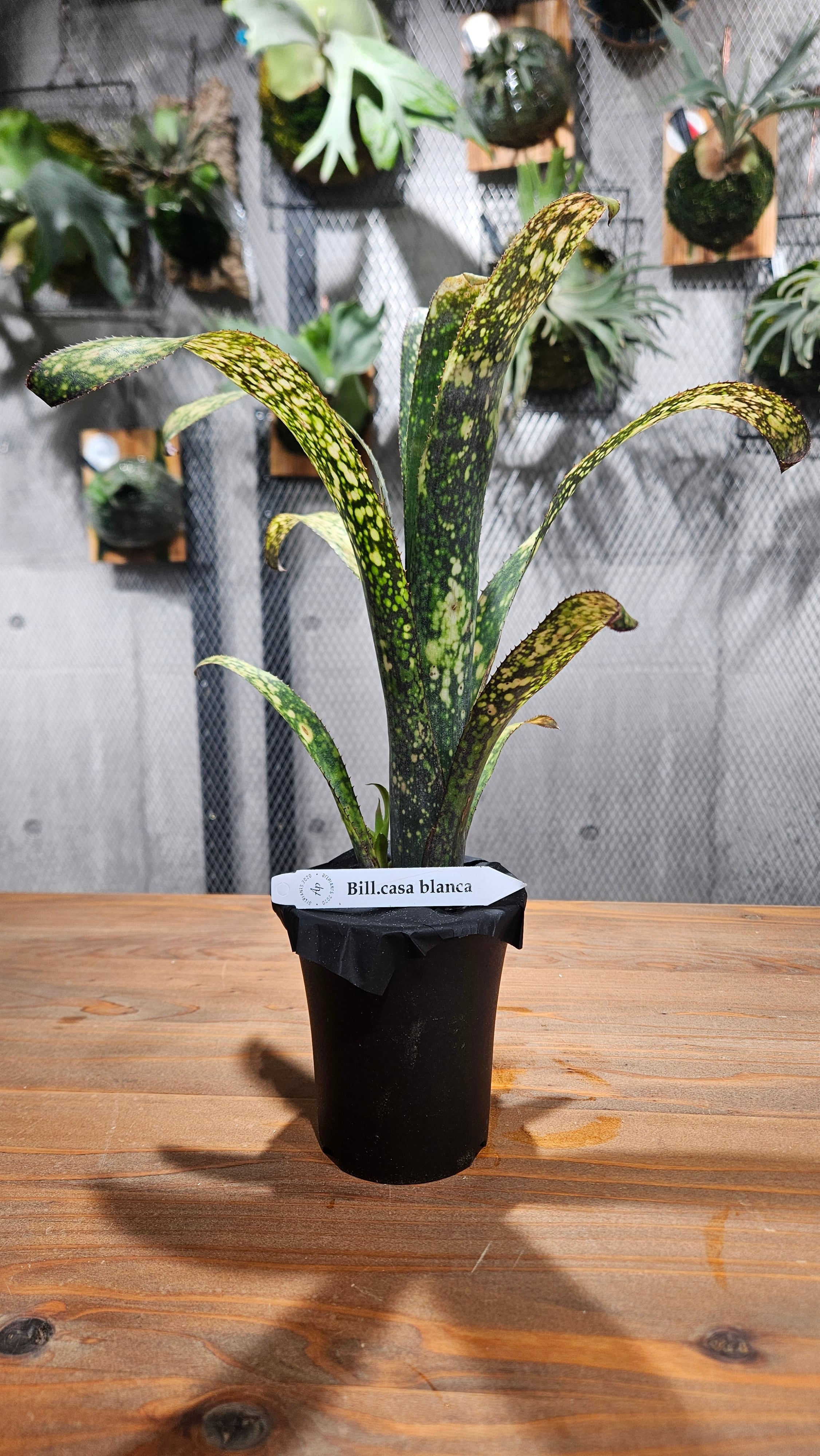 Billbergia Casablanca【artPLANTs】ビルベルギア/タンクブロメリア