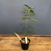 【クリアランス】ホヤ occultata【325】