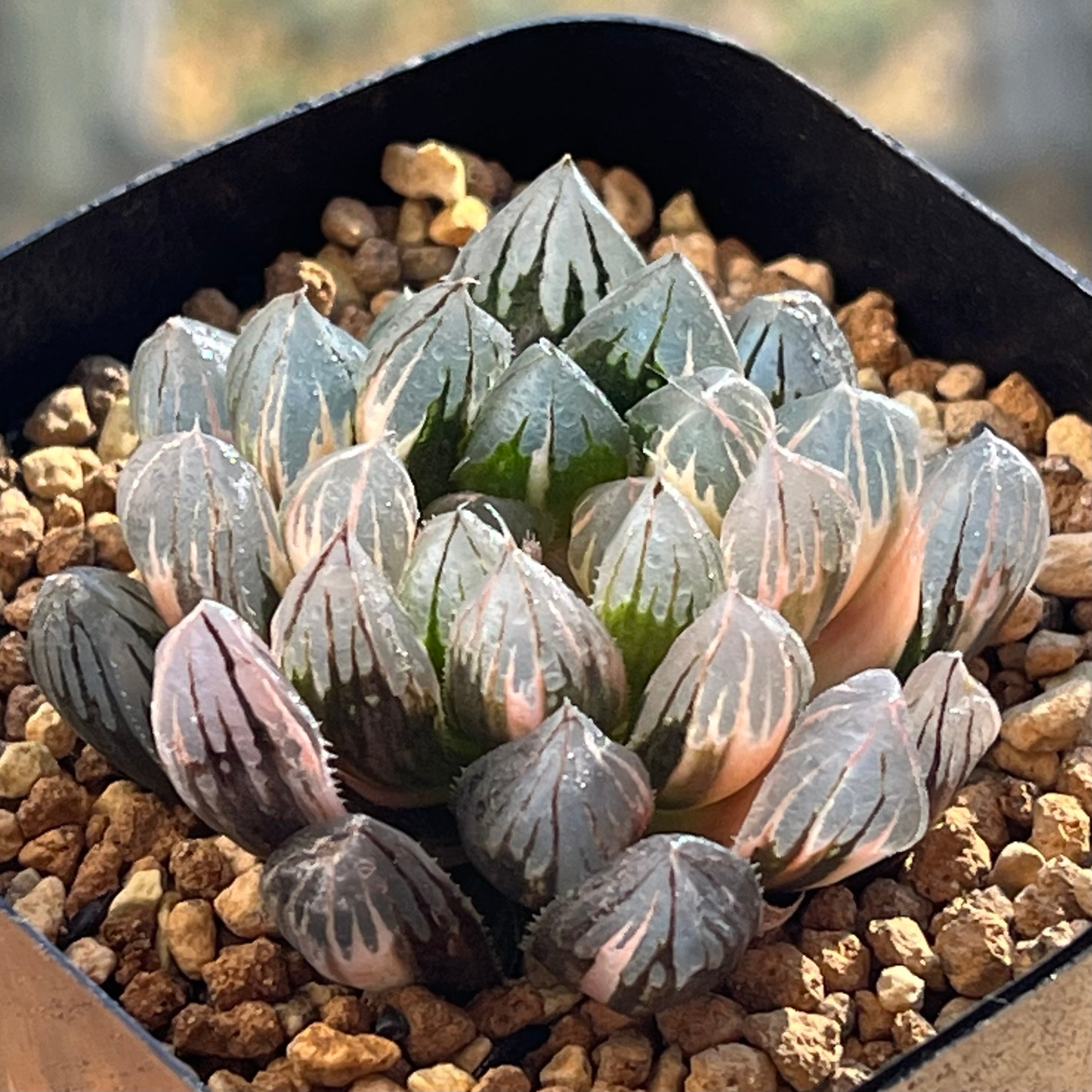 ハオルチア ピグマエアミュータント錦 | mocono_plants