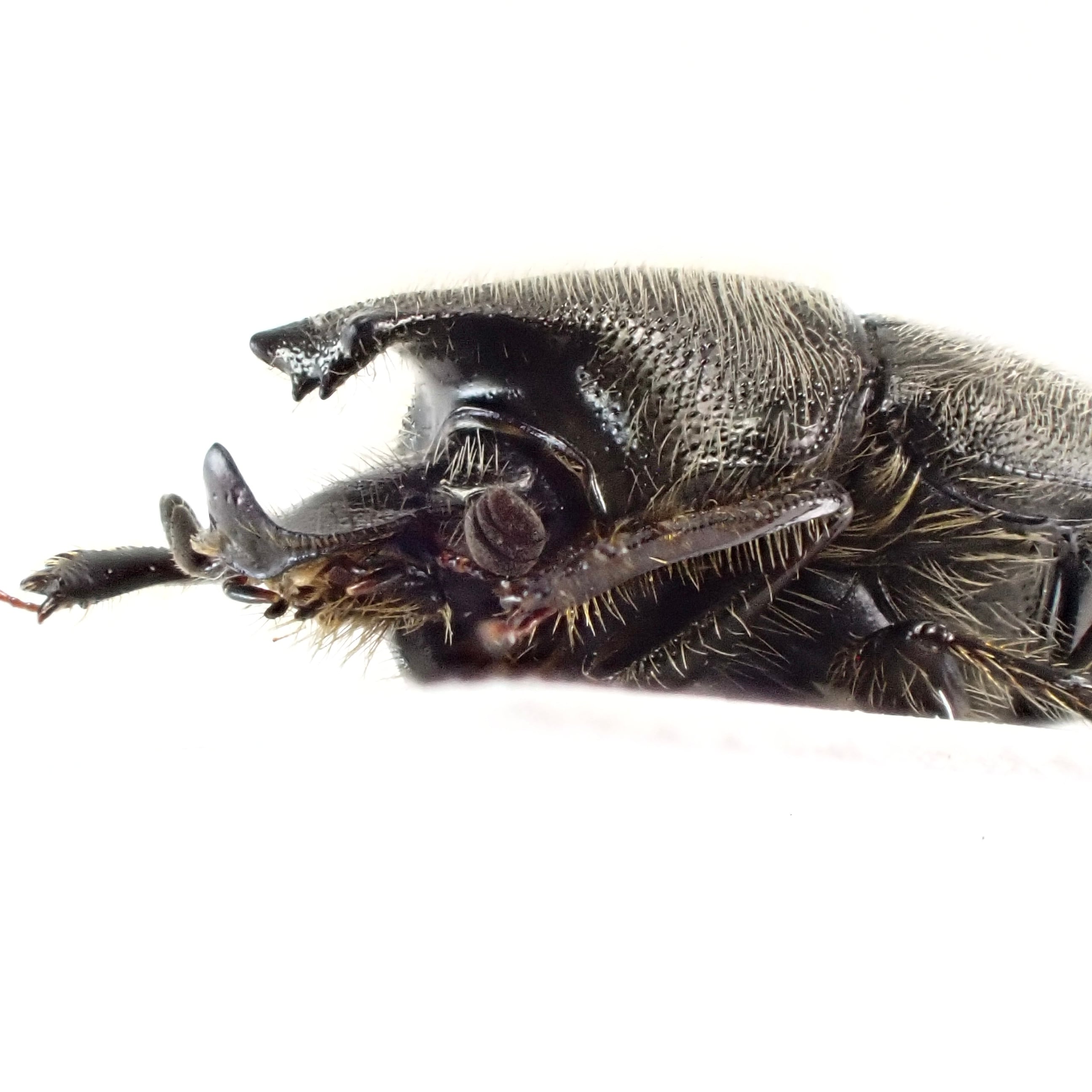 USA産 Onthophagus hecate ♂♀ 7mm/6mm XL | 昆虫標本 Diggers & Rollers