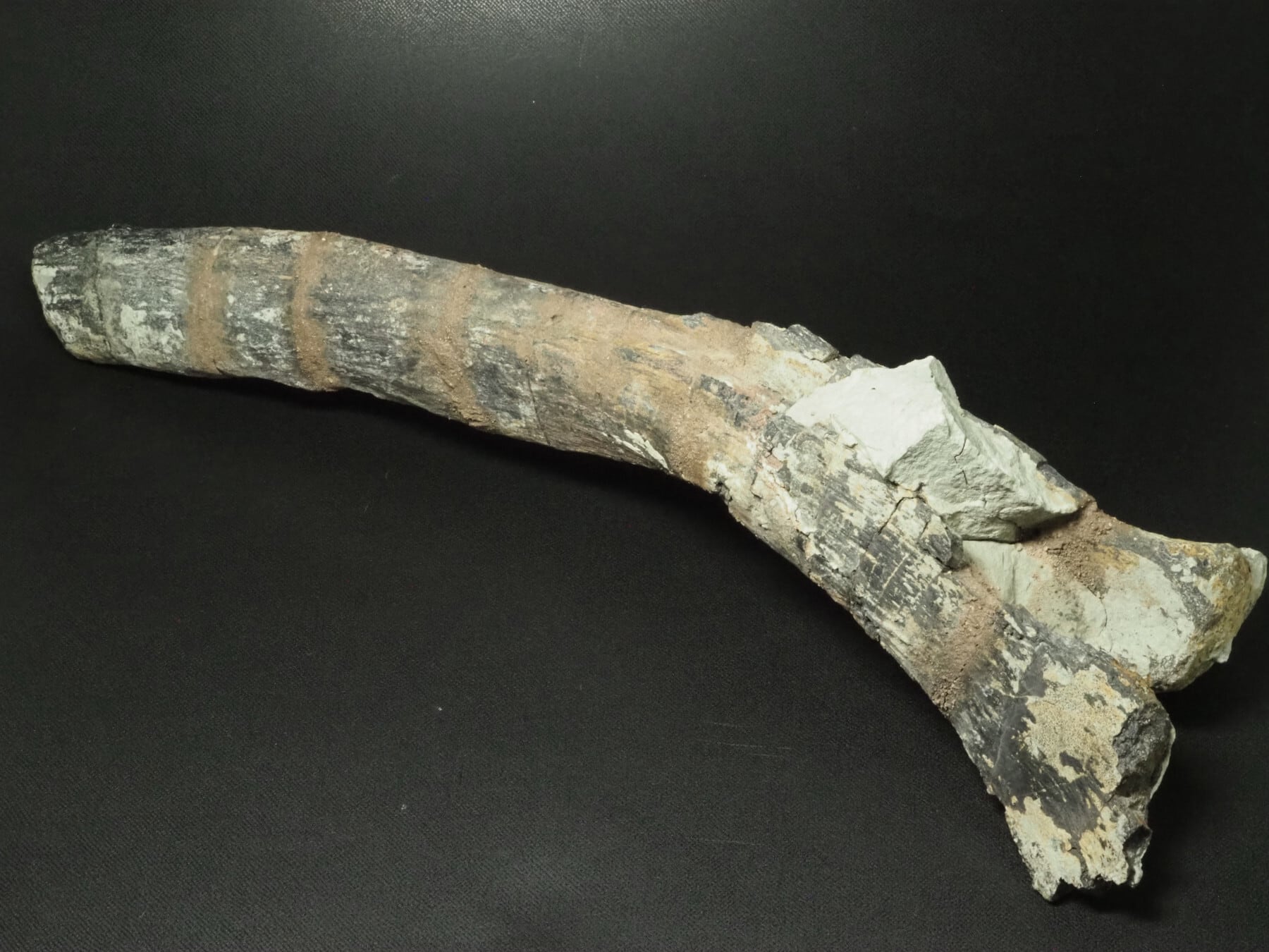 噛み跡のついた骨の化石【約310 mm】【844 g】モロッコ王国産/歯/牙