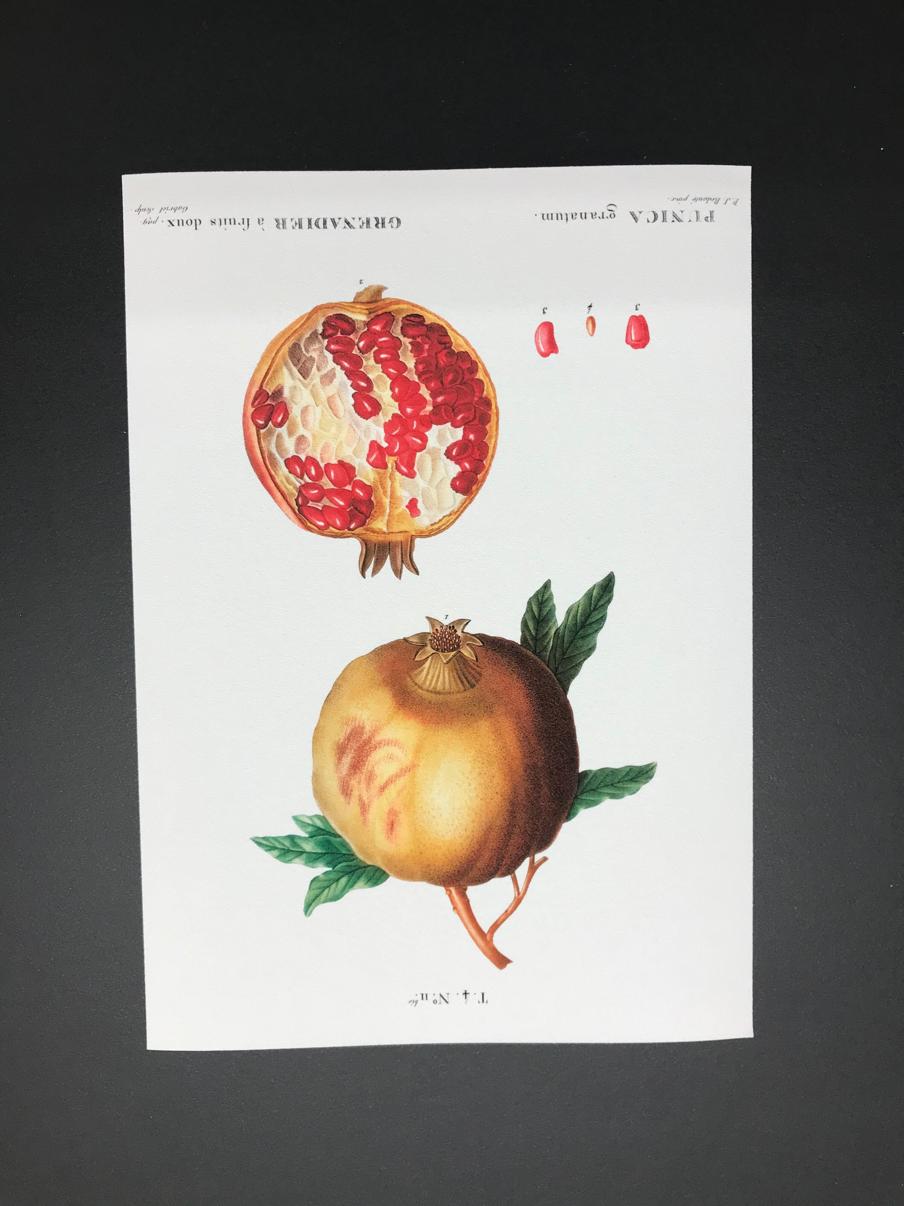 ボタニカルイラストレーション／ザクロ／レプリカ | アートと