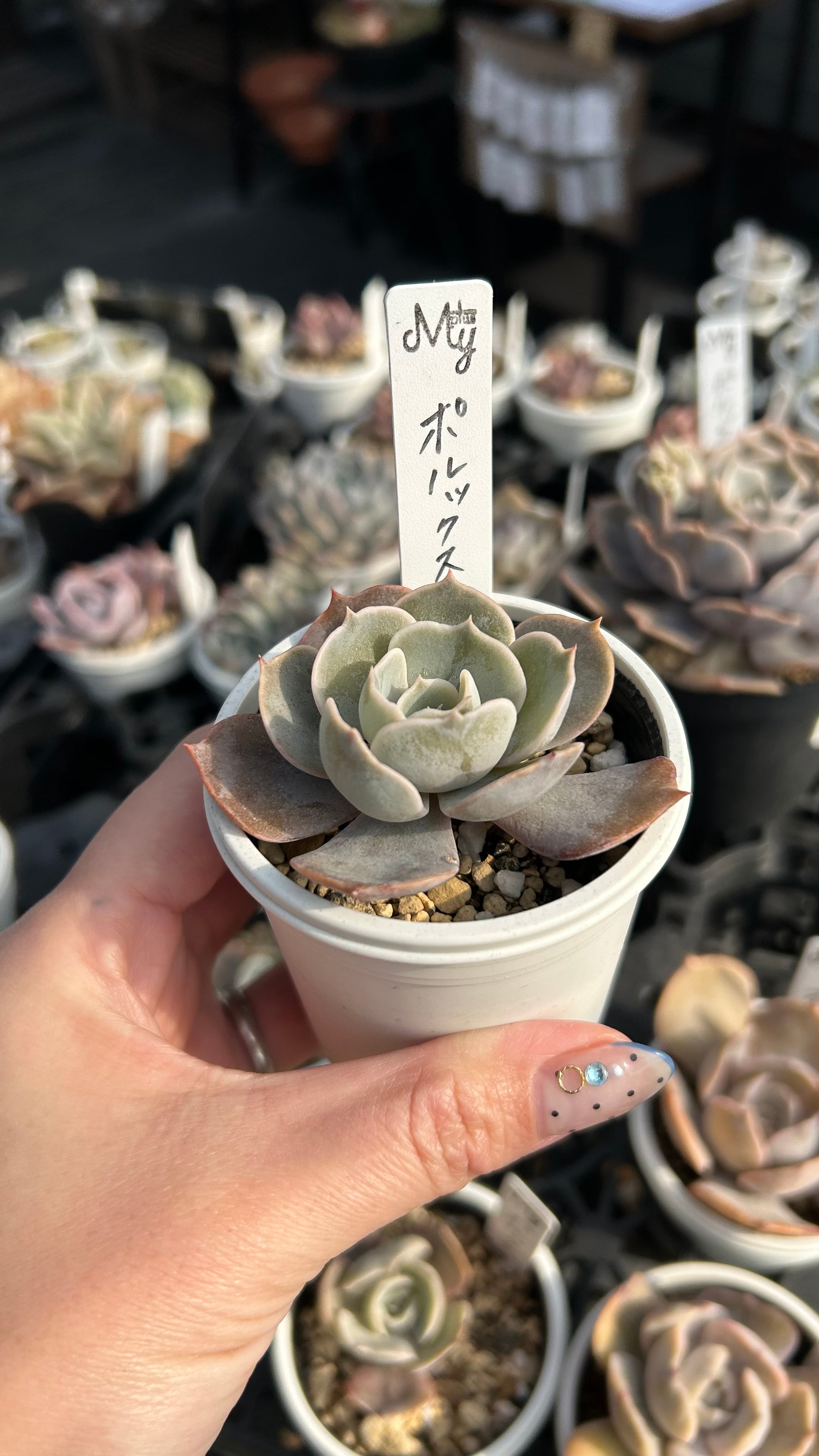 ポルックス 多肉植物 エケベリア 安心の生産ポットそのまま販売（8個