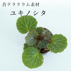 ユキノシタ　苔テラリウム作製用素材