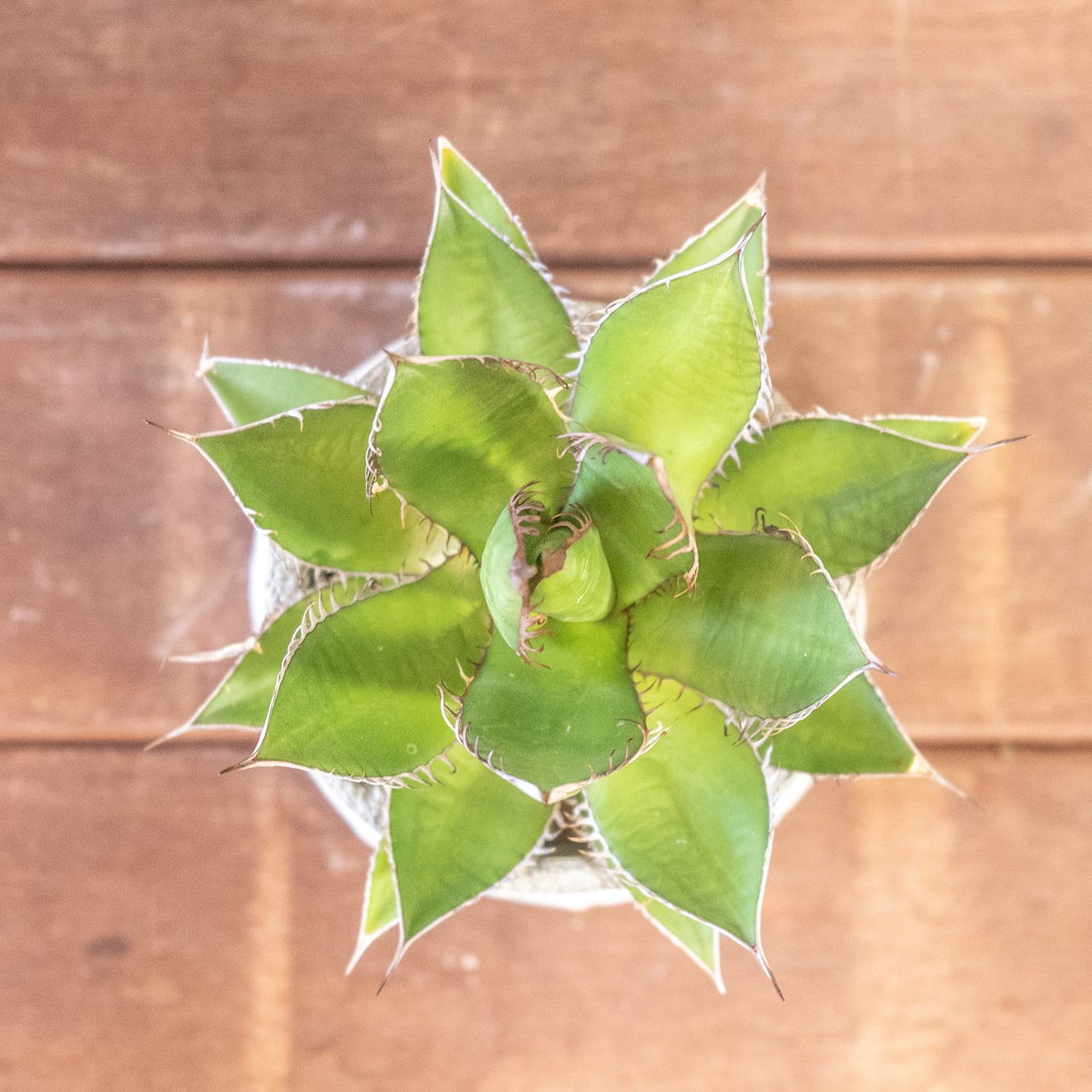 アガベ・ホリダ｜鋭いトゲと整ったフォルムが美しい一点物【モルタル鉢】