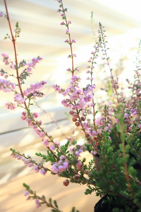 カルーナ 『ブルガリス 八重咲き』 3寸苗 | SaqueSifone（サクシフォン